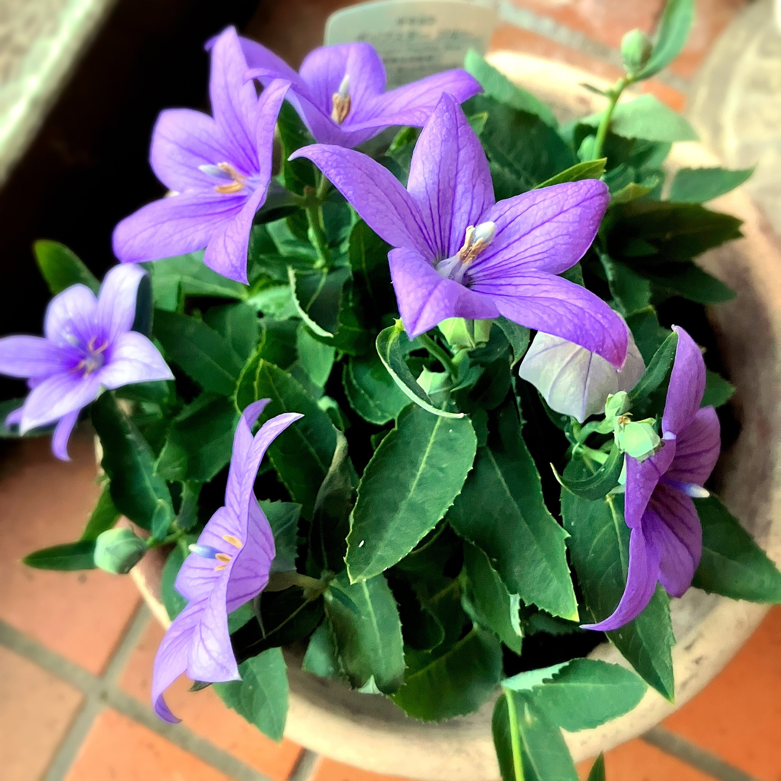 meme◡̈chanஐ⋆*様ご確認用秋色紫陽花ドライフラワー中輪40輪分ヘッド アジサイ【万華鏡】のドライフラワー - はなめも。～花屋のメモ帳～