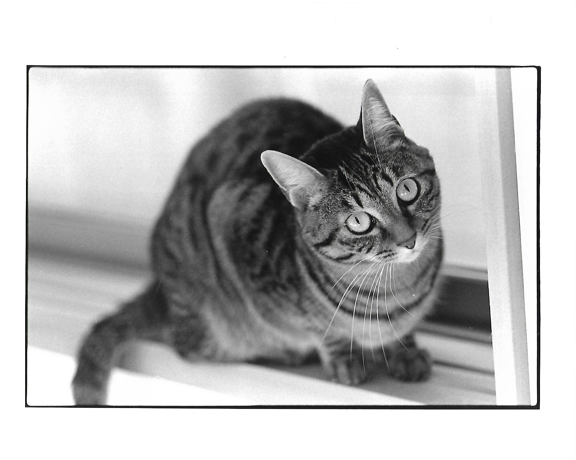 引き伸ばし機用レンズのはなし2｜satoitsu（さといつ）