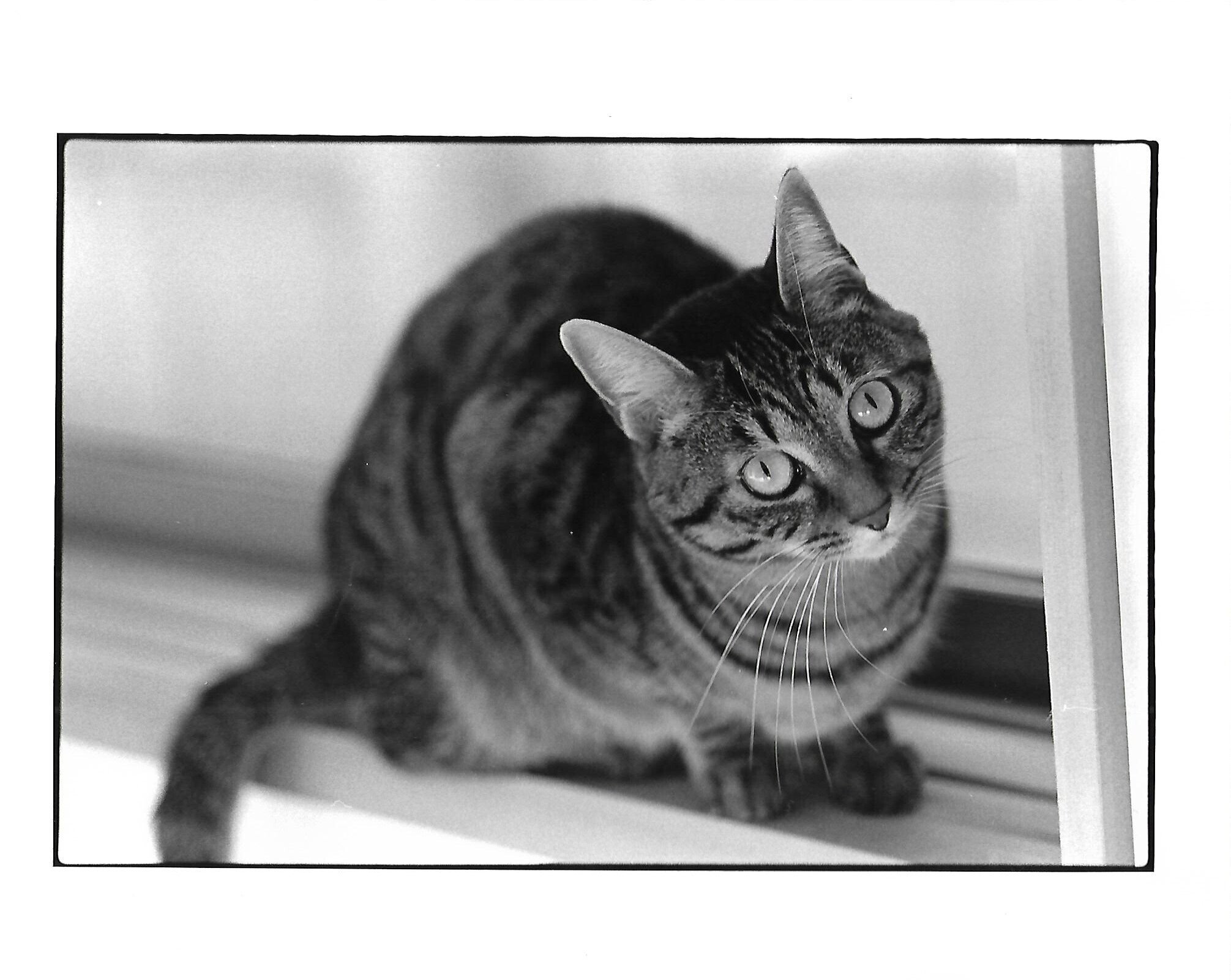 引き伸ばし機用レンズのはなし2｜satoitsu（さといつ）