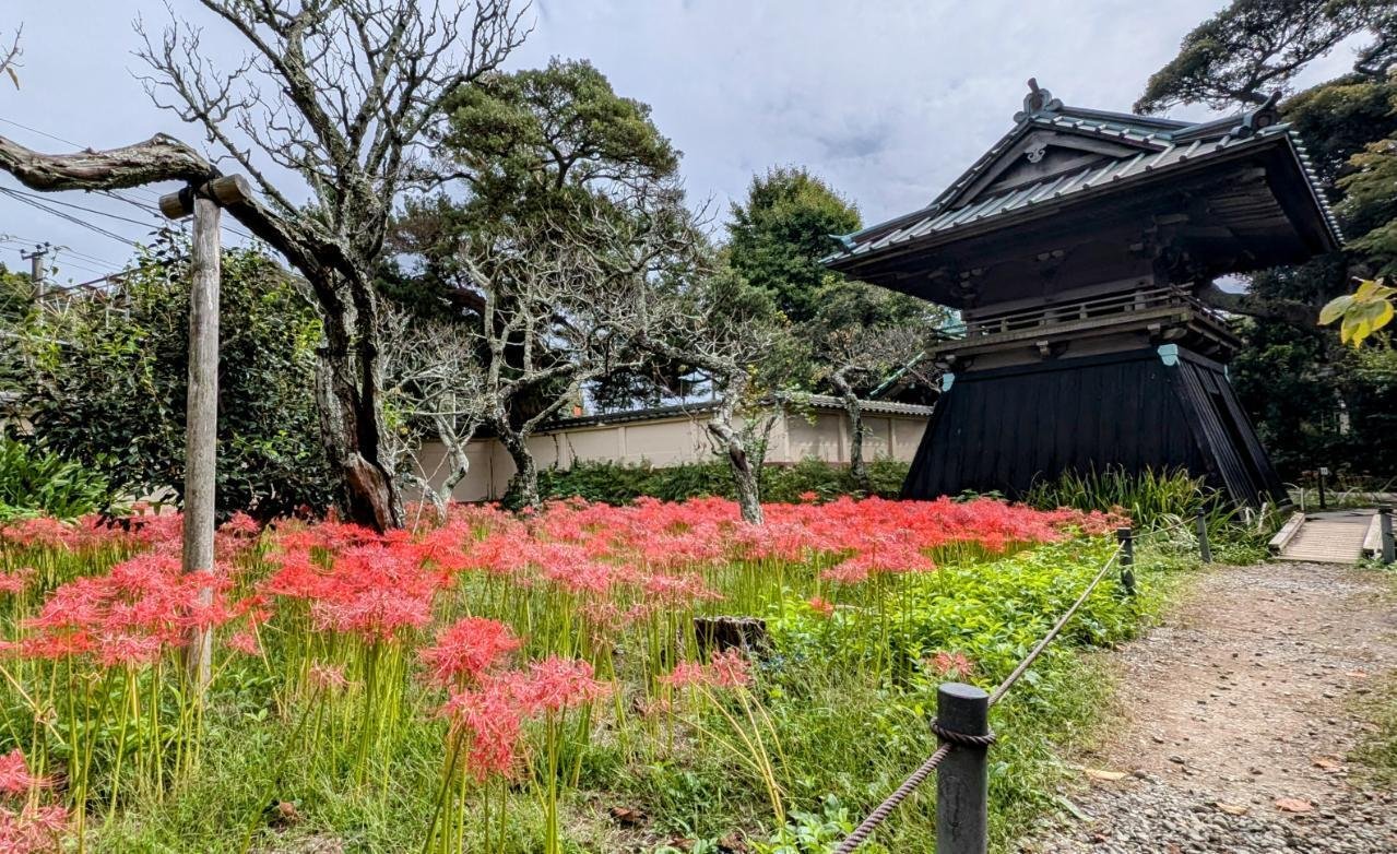 英勝寺｣【鎌倉ぐらし／社寺参詣】｜水谷俊樹