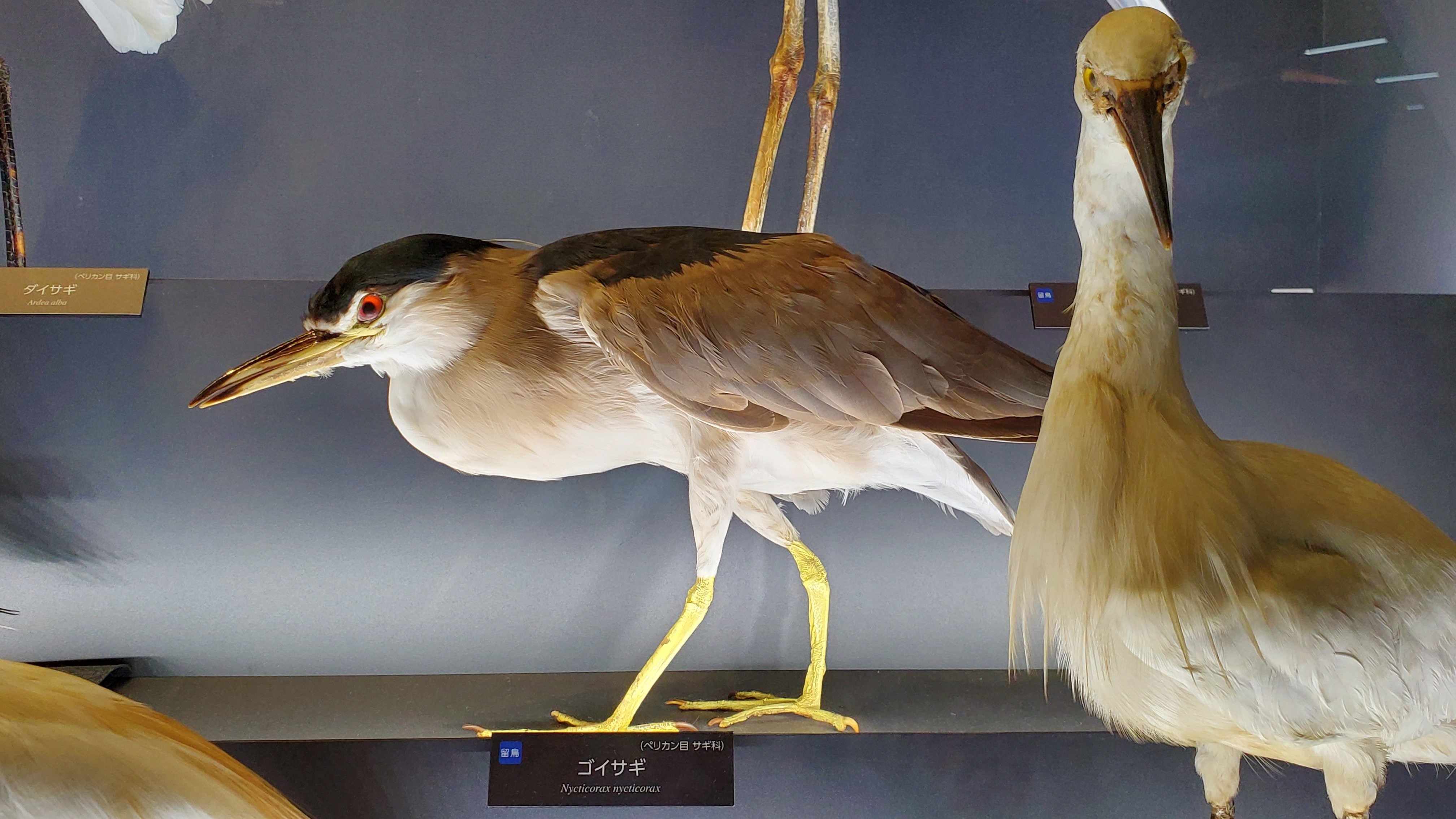 旅日記】琵琶湖一周ドライブの旅！#1｜い志子