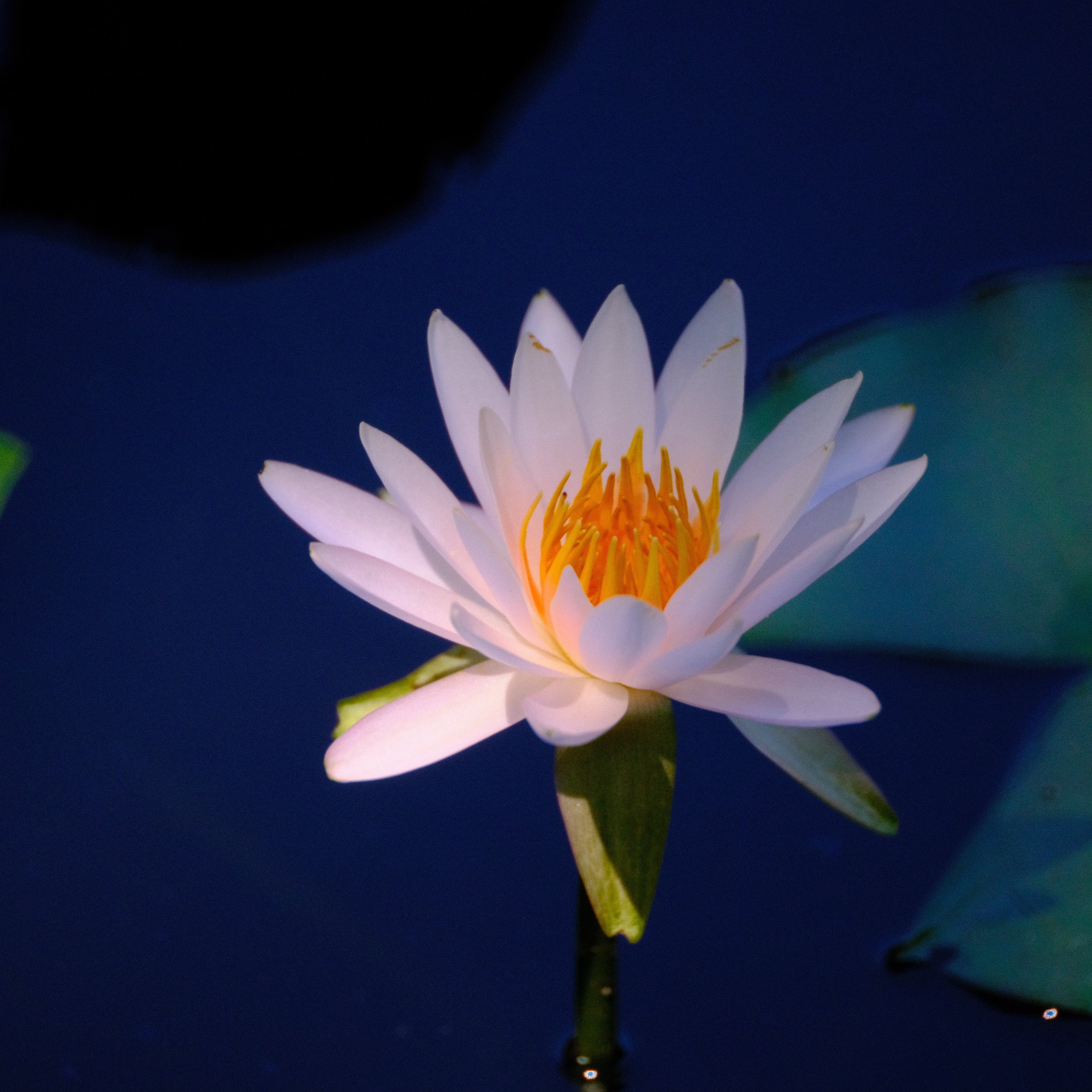 150 睡蓮＠旧小名郷池｜SFj1966