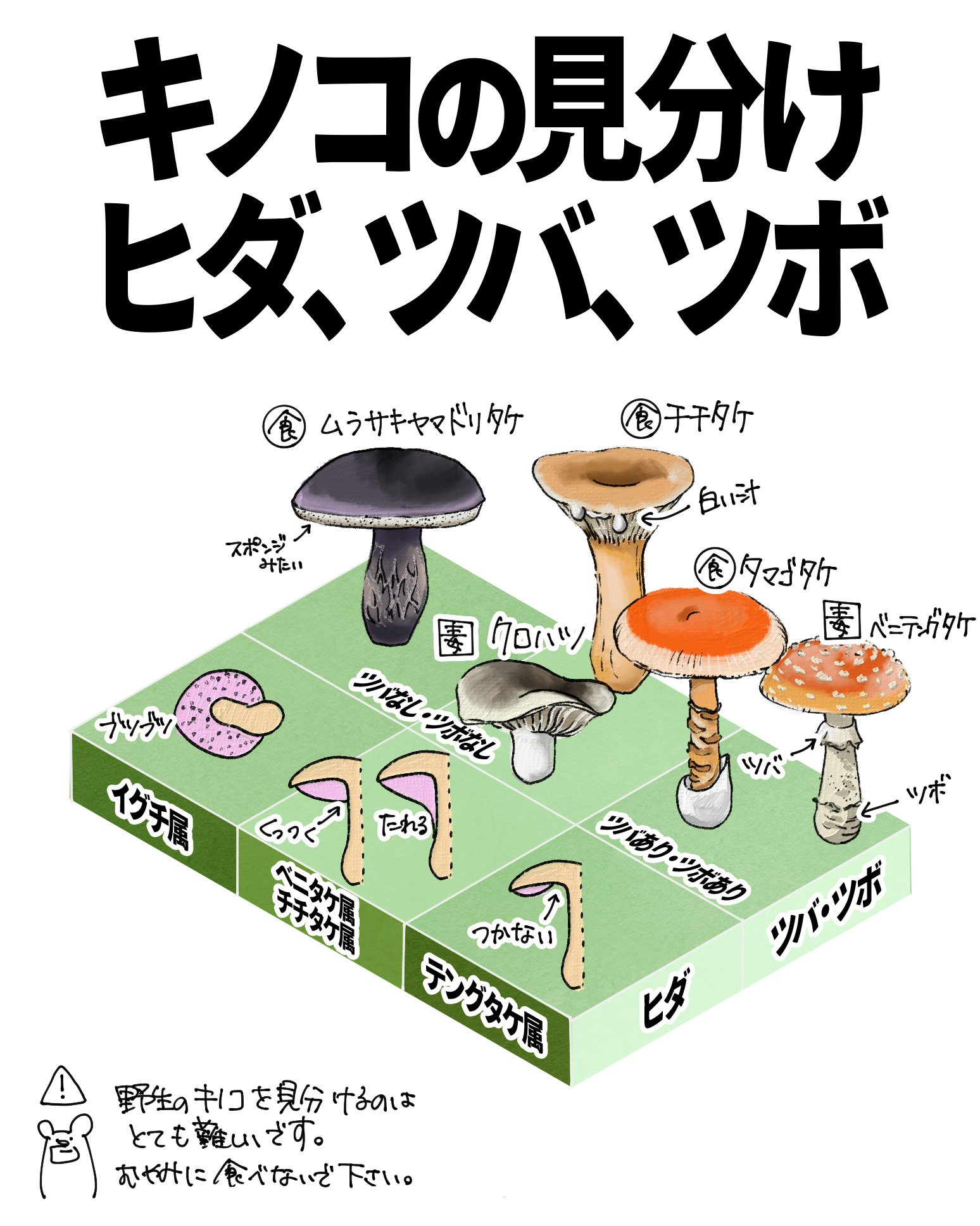 キノコの見分け方（ヒダ、ツバ、ツボ）｜くますけ｜自然ガイド