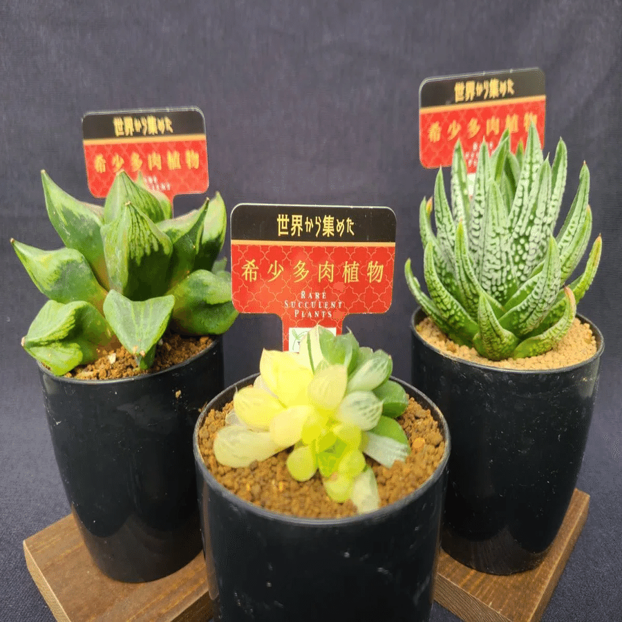 世界の希少な多肉植物を集める「ToriDoriみどり」｜midoritoridori