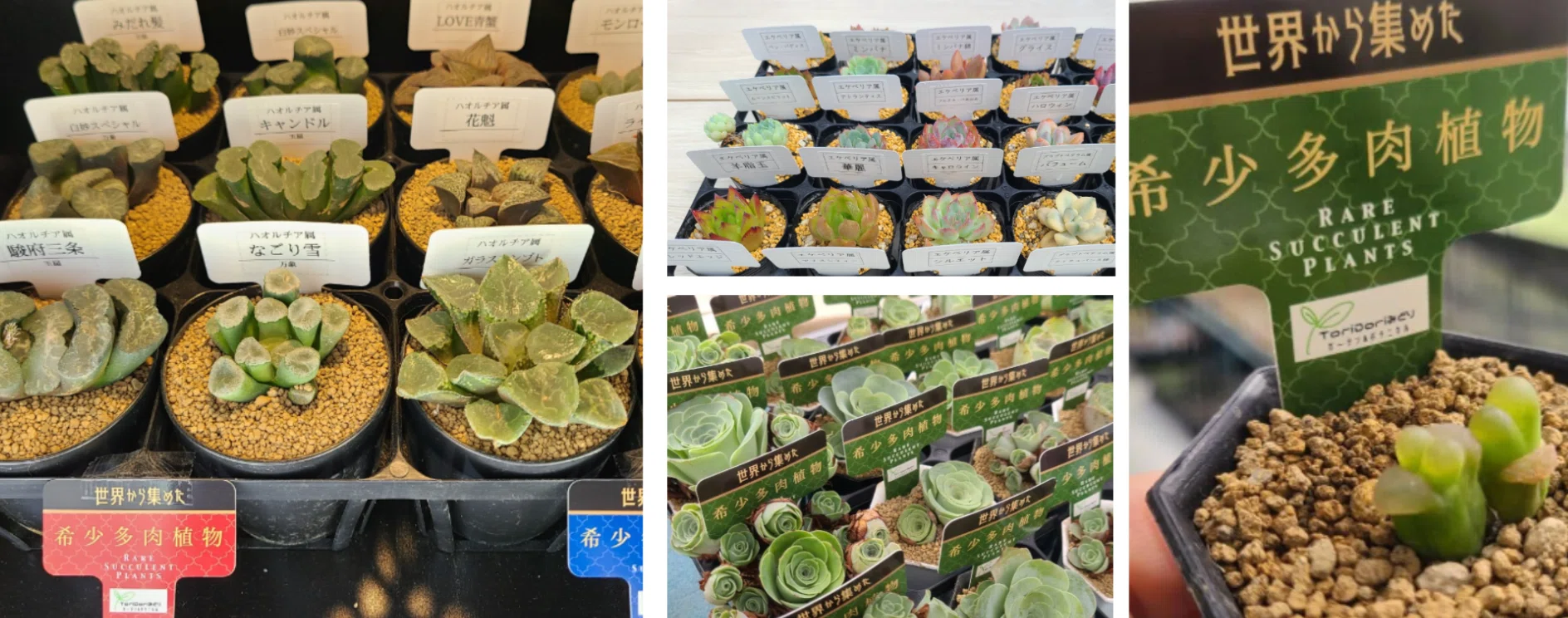 世界の希少な多肉植物を集める「ToriDoriみどり」｜midoritoridori