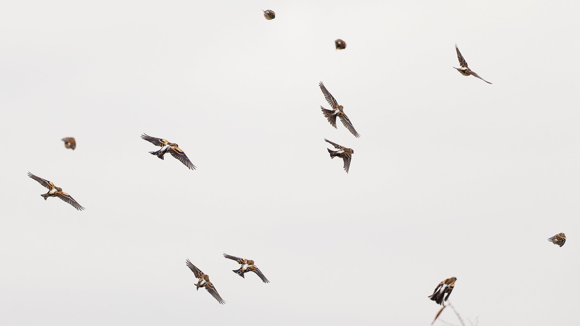 takuya あおり部、鳥居部補強4点（光沢有り） takuya あおり部、鳥居部補強4点（光沢有り）