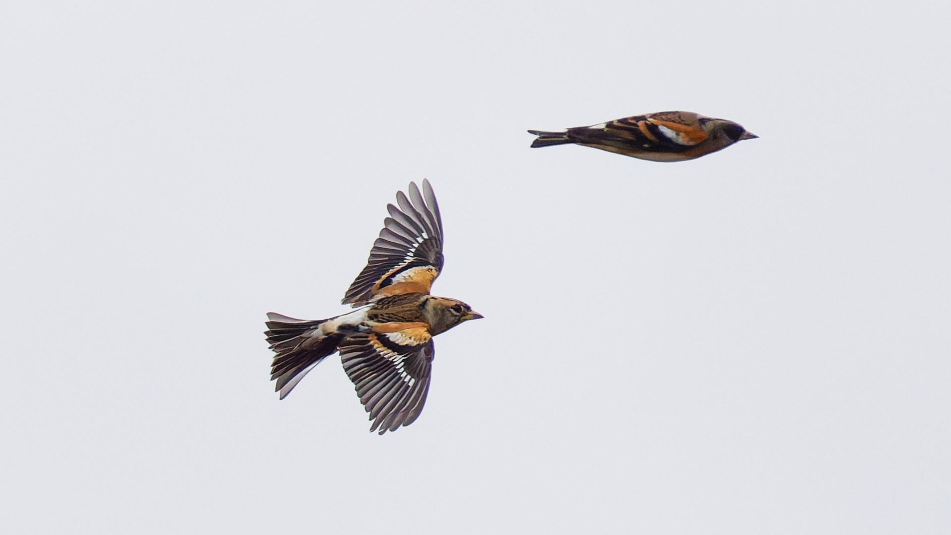 初認】アトリ…空を舞う｜神戸の野鳥note@きたの みつよし