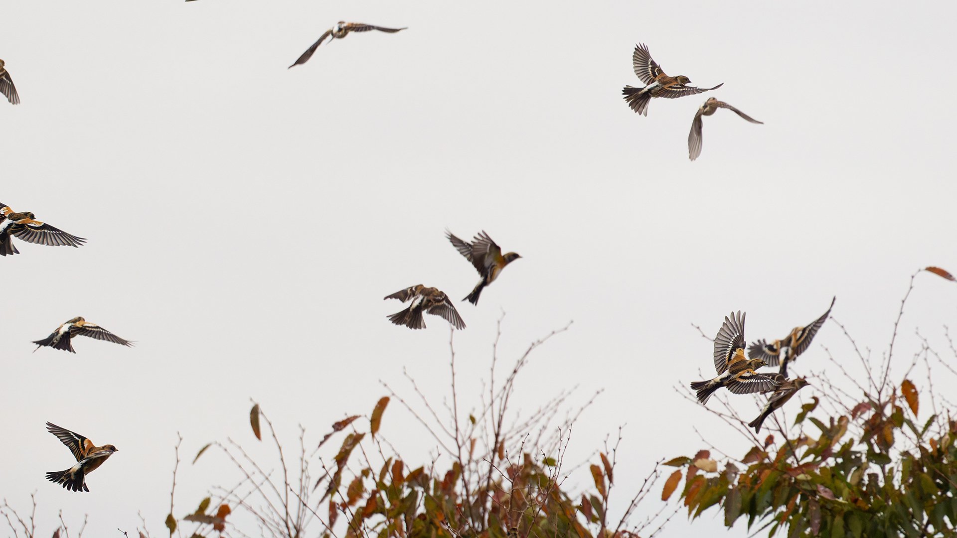 takuya あおり部、鳥居部補強4点（光沢有り） takuya あおり部、鳥居部補強4点（光沢有り）