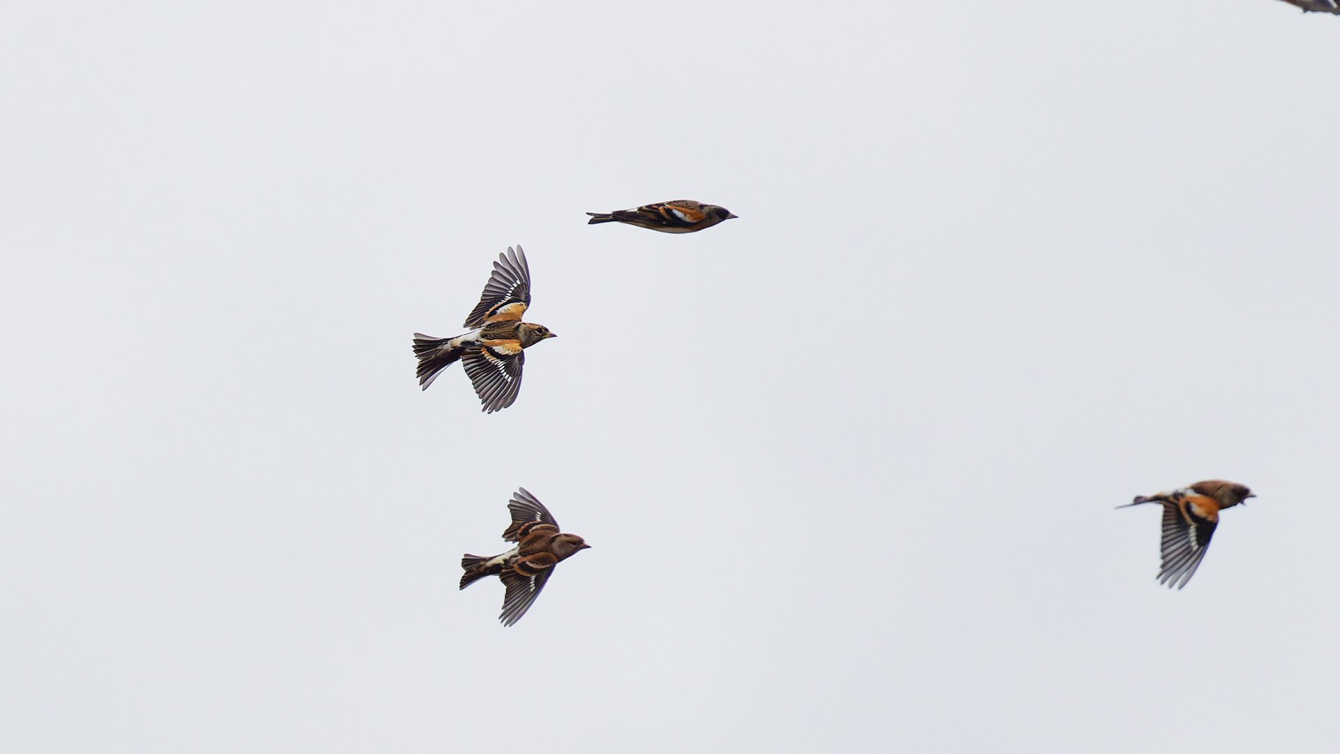 初認】アトリ…空を舞う｜神戸の野鳥note@きたの みつよし