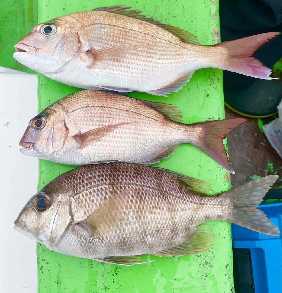 クエ】5kgの大物が食いついた！【カワハギ】トップ14枚【ワラサ