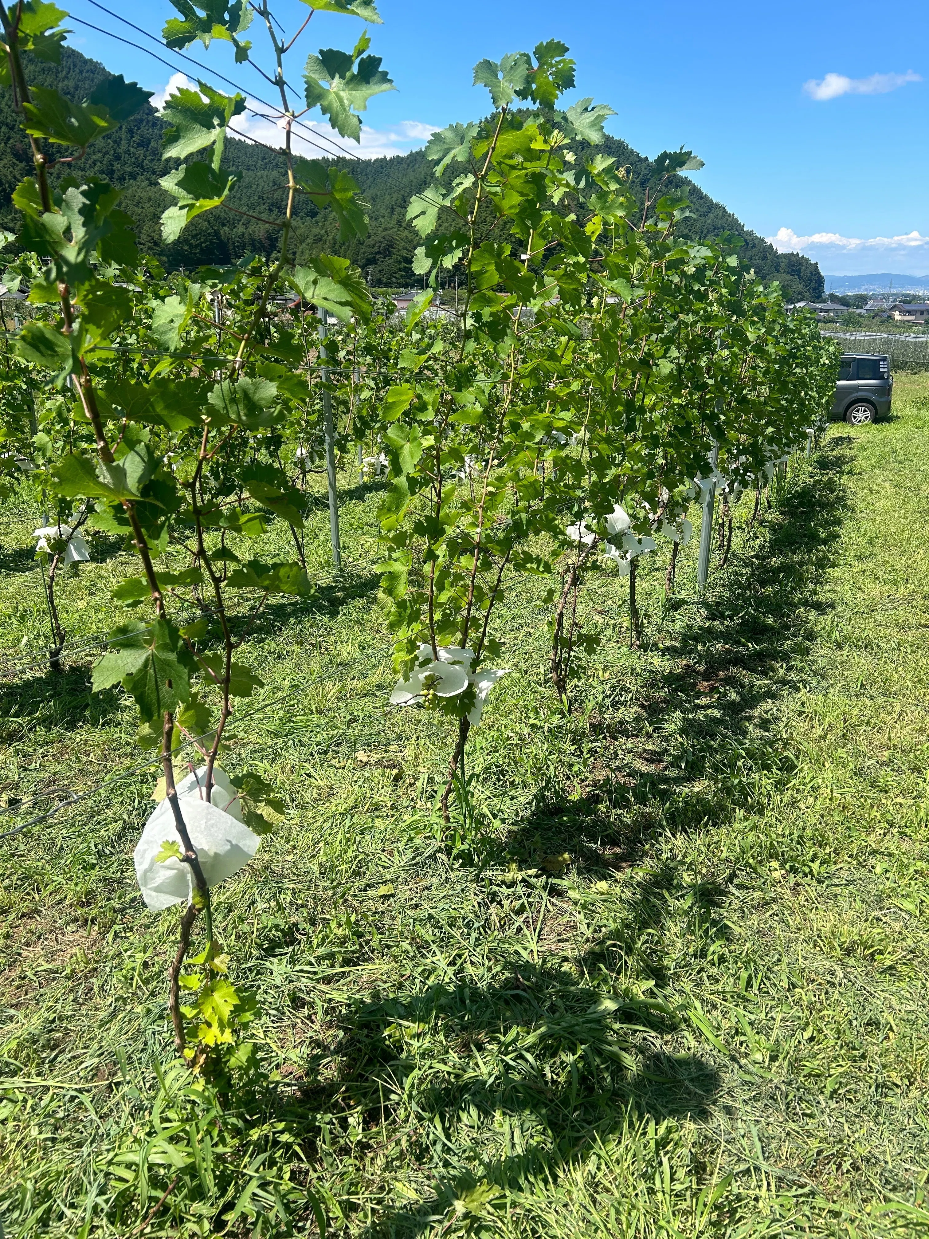 ワイナリー訪問記】SWC vinyard 畑作業のこと｜しゅわTokyo