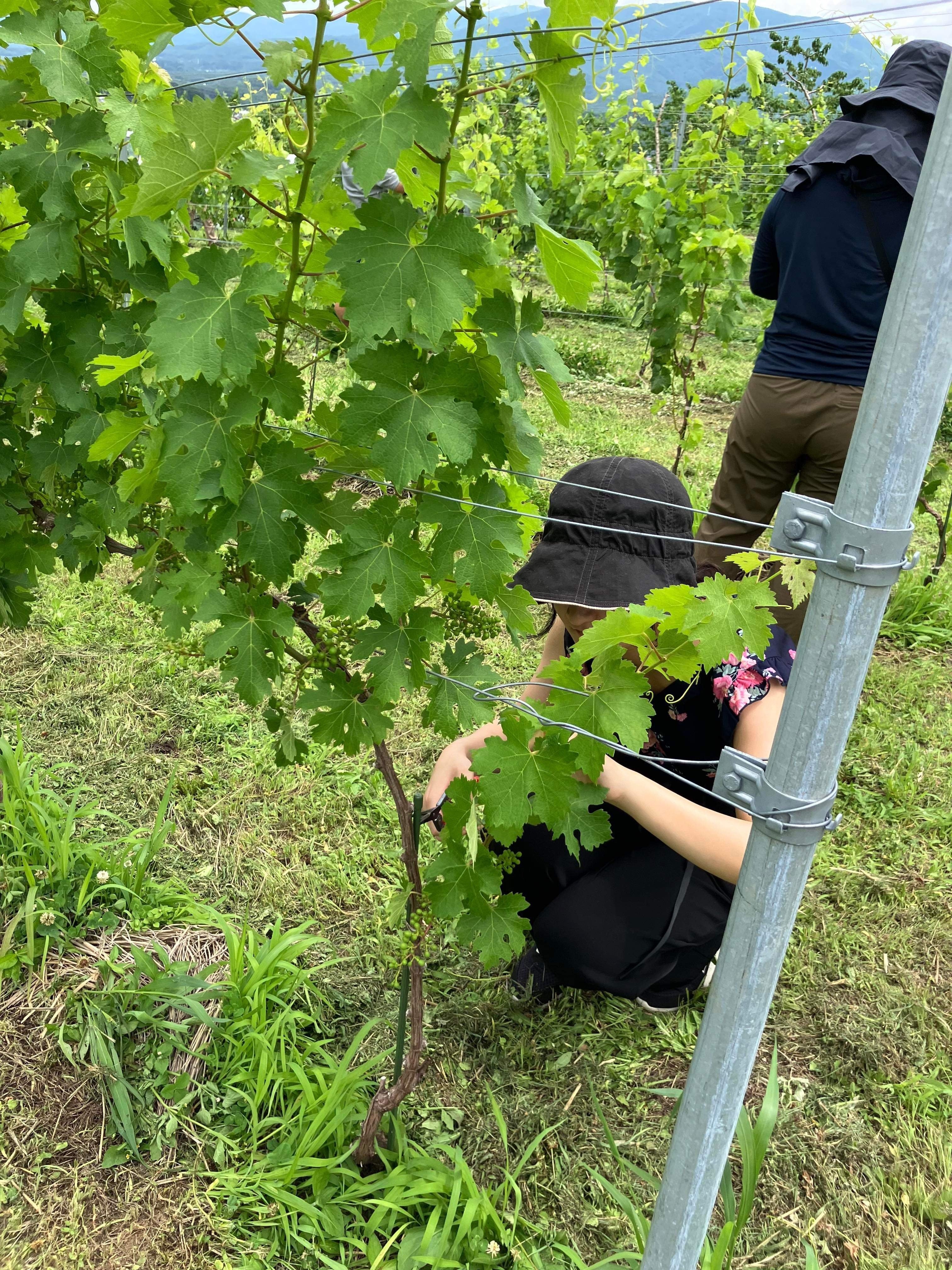 ワインビジネス : ブドウ畑から食卓までつなぐグローバル戦略 ぶどう畑の中でワインを楽しむ「ヴィンヤーズフェスタ2024」を5月26日