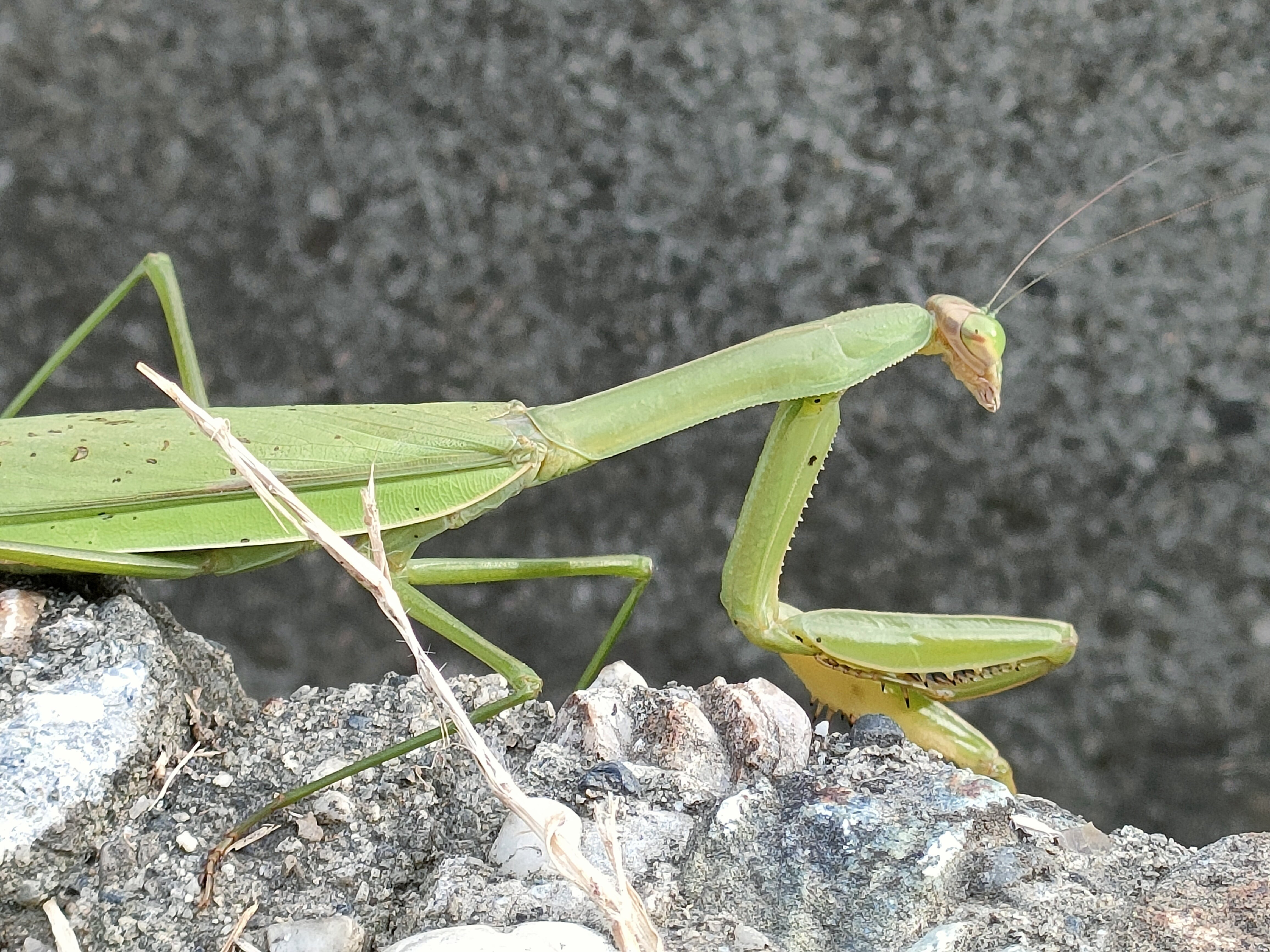 秋といえばカマキリ2｜月澄狸