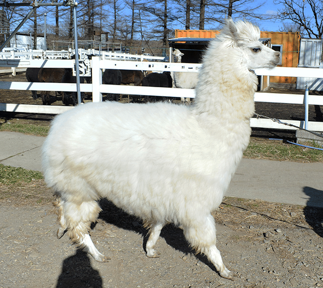 アルパカに会いたい｜ぴより村