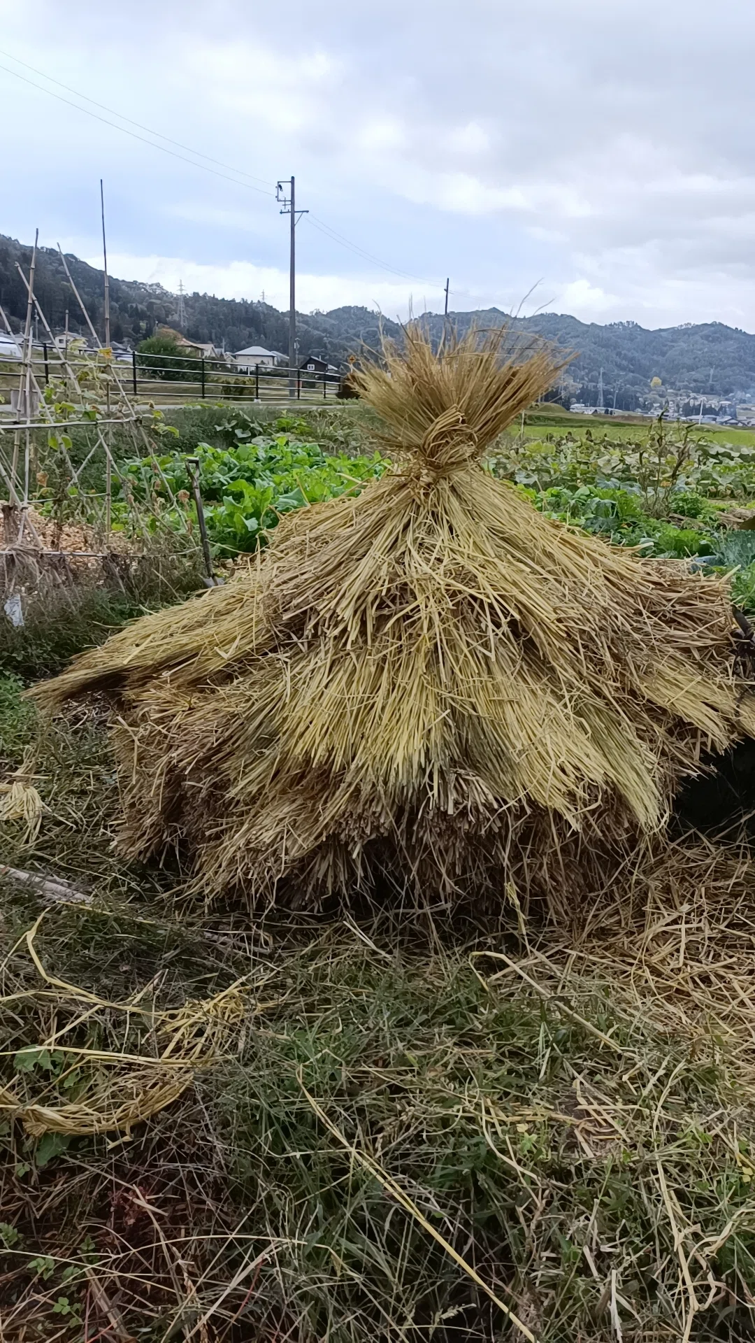 藁塚を作って藁の保存|shanthi-usui