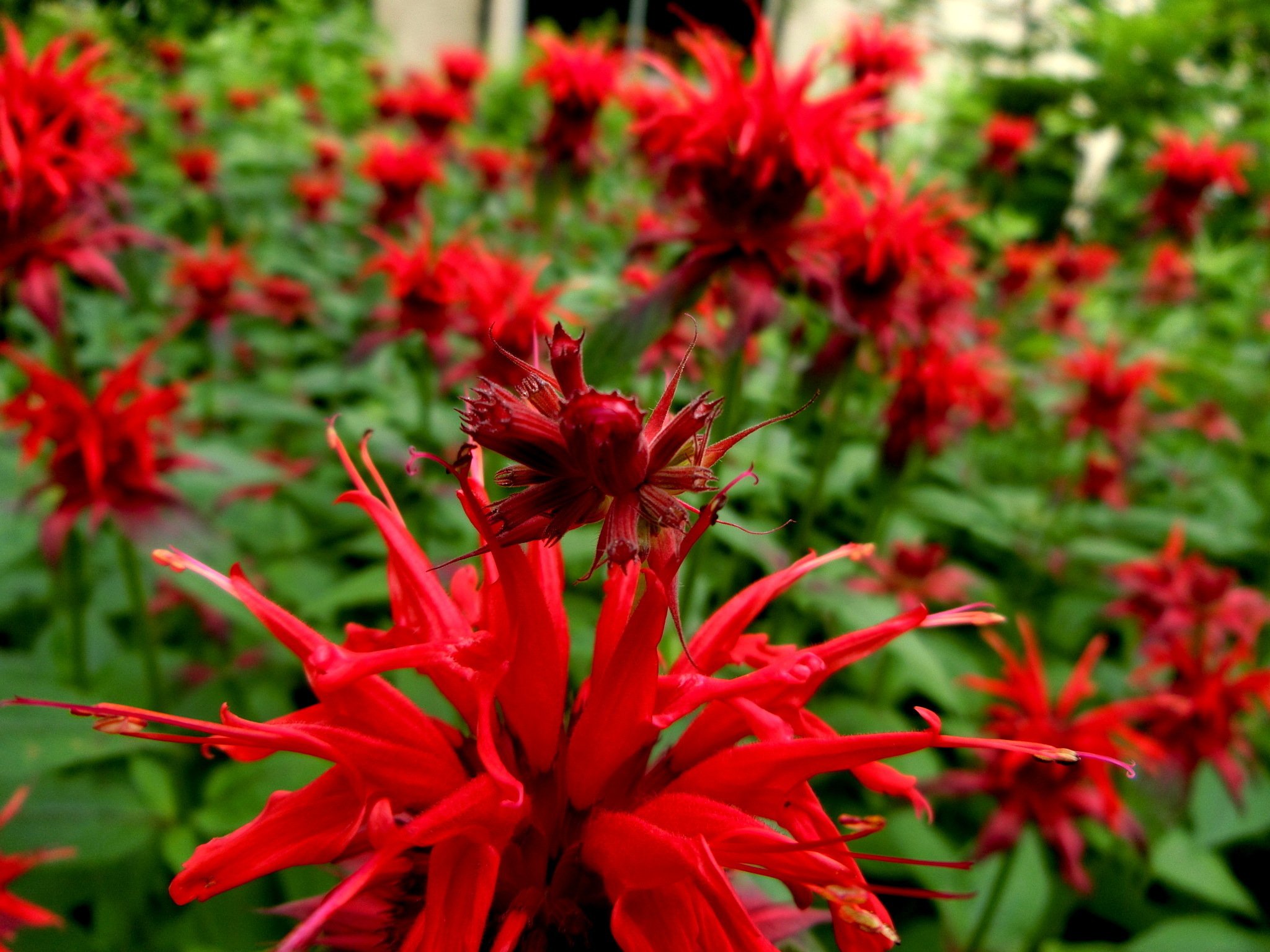 植物との対話 ゲーテシュタイナー的植物観察入門＠裏磐梯合宿2024を