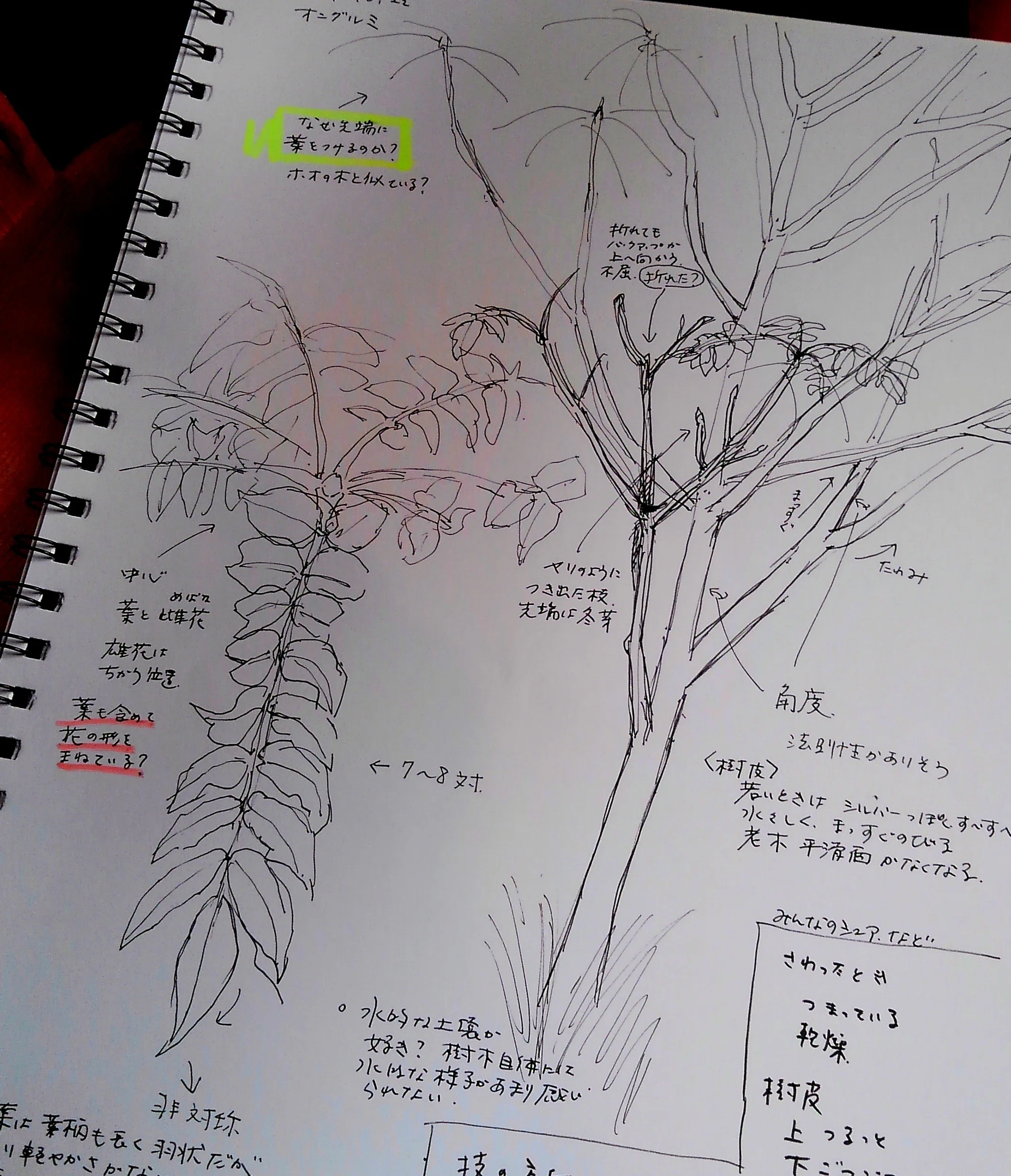 植物との対話 ゲーテシュタイナー的植物観察入門＠裏磐梯合宿2024を