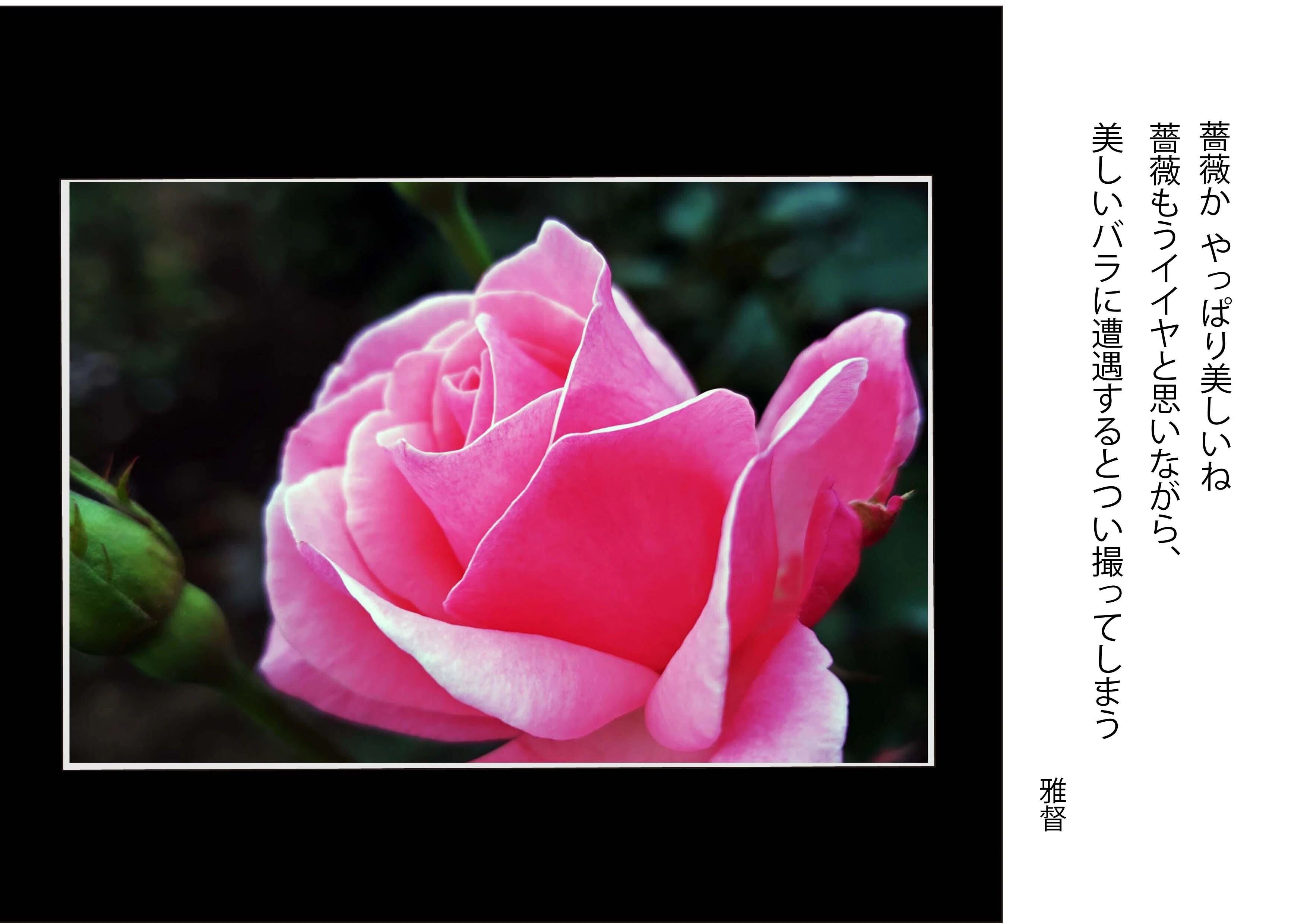 スマホカメラを愉しむ 薔薇かやっぱり美しい 薔薇 もういいやと思い