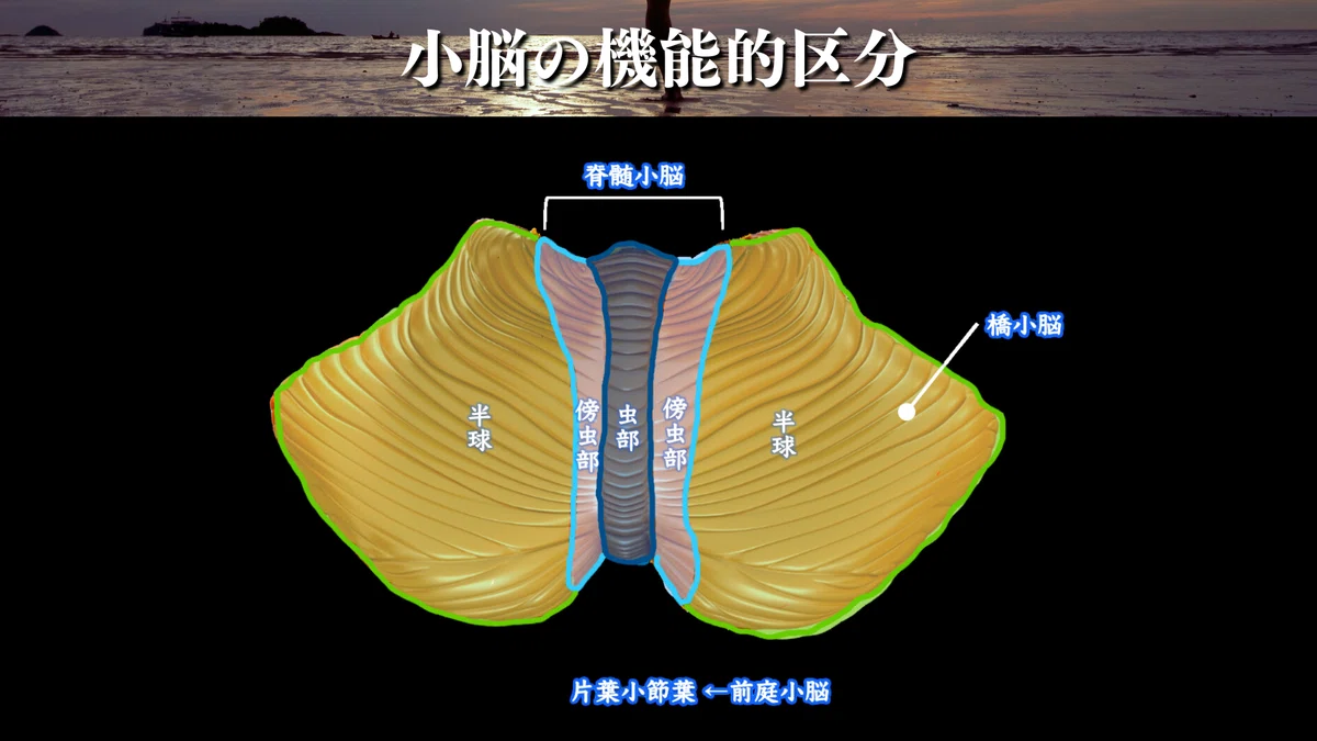 前庭脊髄路の走行と機能をまとめてみた|サギョウ先生