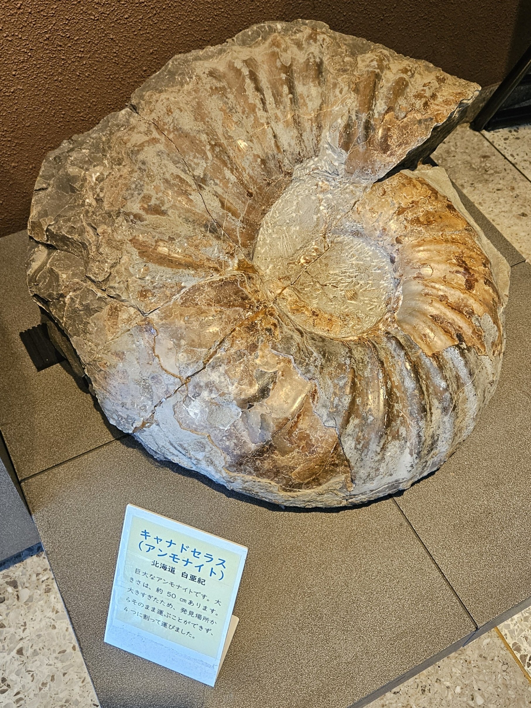 北海道　アンモナイト　希少種・キャナドセラス　化石　恐竜　/アウトドア 北海道 アンモナイト 希少種・キャナドセラス 化石 恐竜