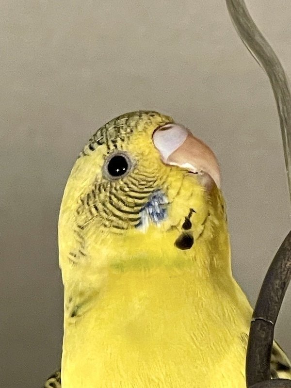 セキセイインコの譲渡開始前に｜Iori