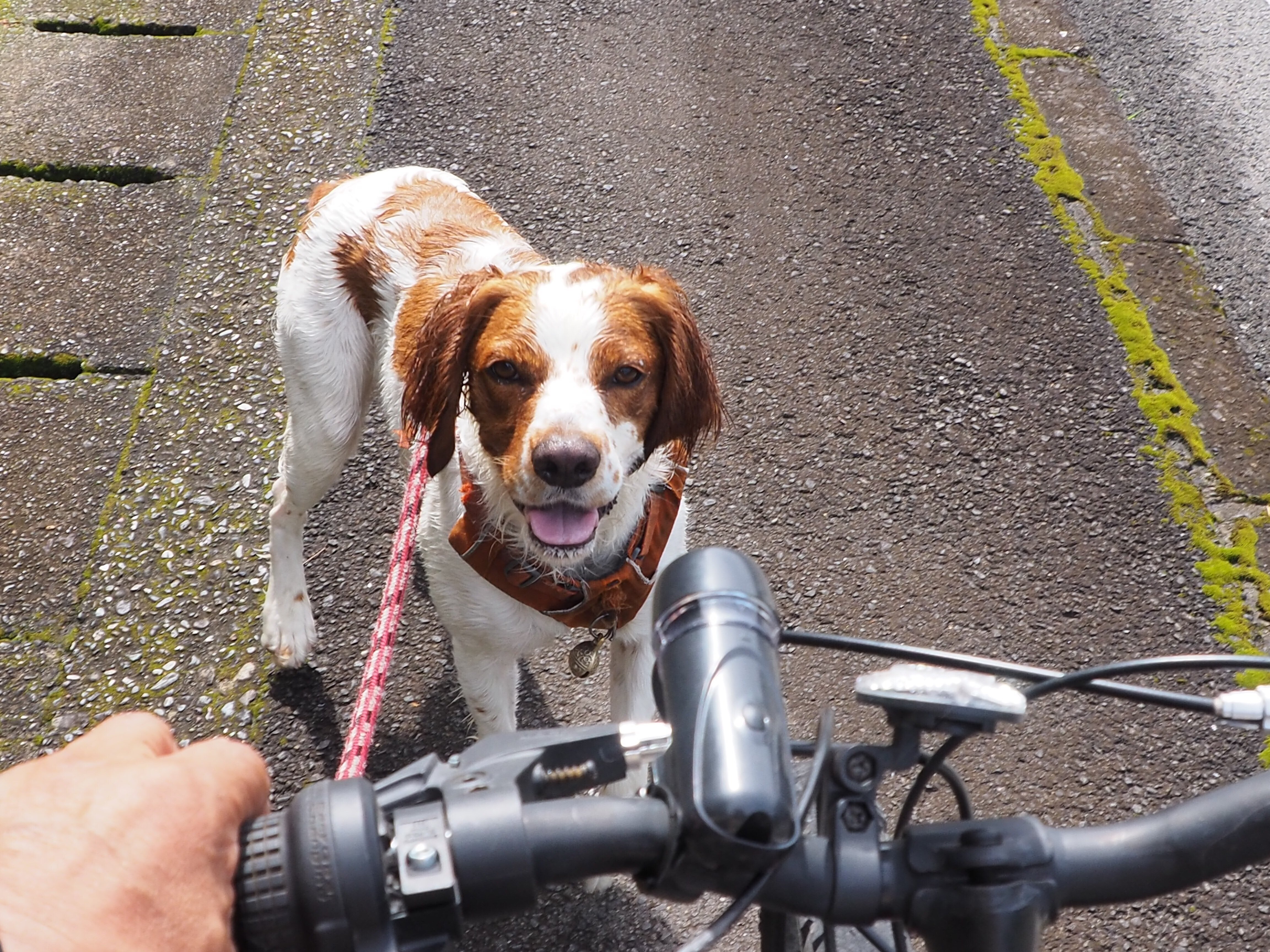 犬自転車で走れ！ 時短散歩の決め手｜中山道雄