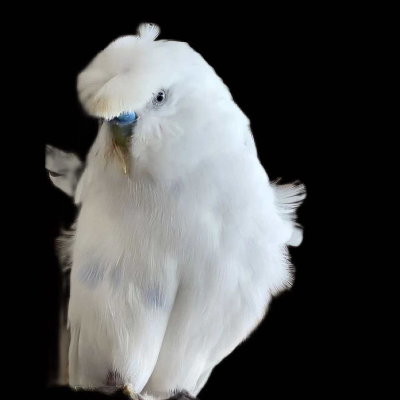セキセイインコの譲渡開始前に｜Iori