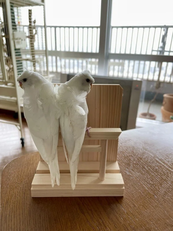 セキセイインコの譲渡開始前に｜Iori