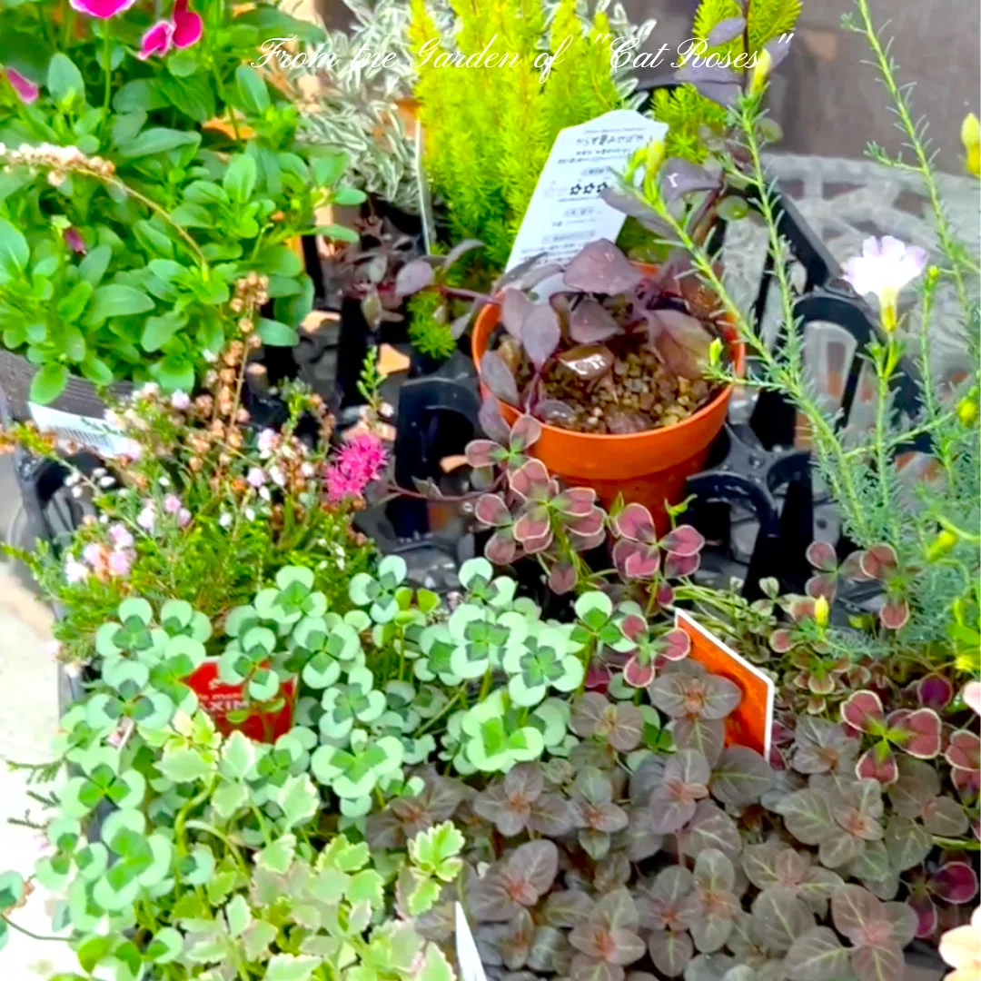 すぐに植えられない苗の応急処置 ｜Cat rose 「ガーデニングブログ Cat