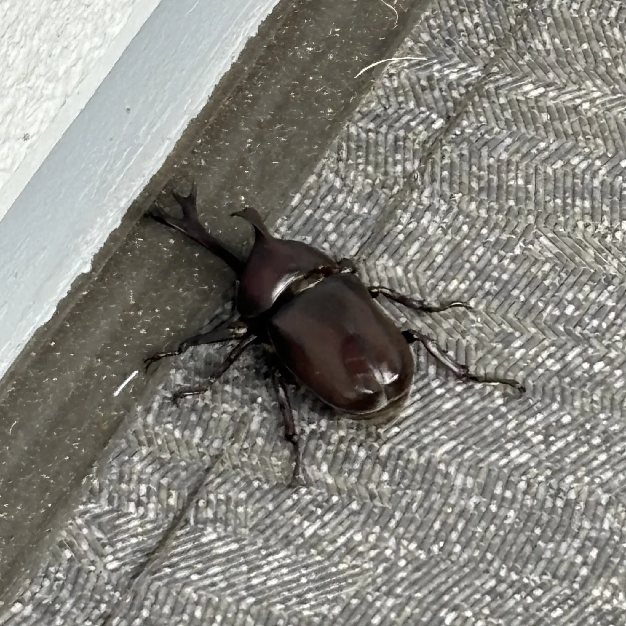 家族とかぶとむし｜いちかくんママ