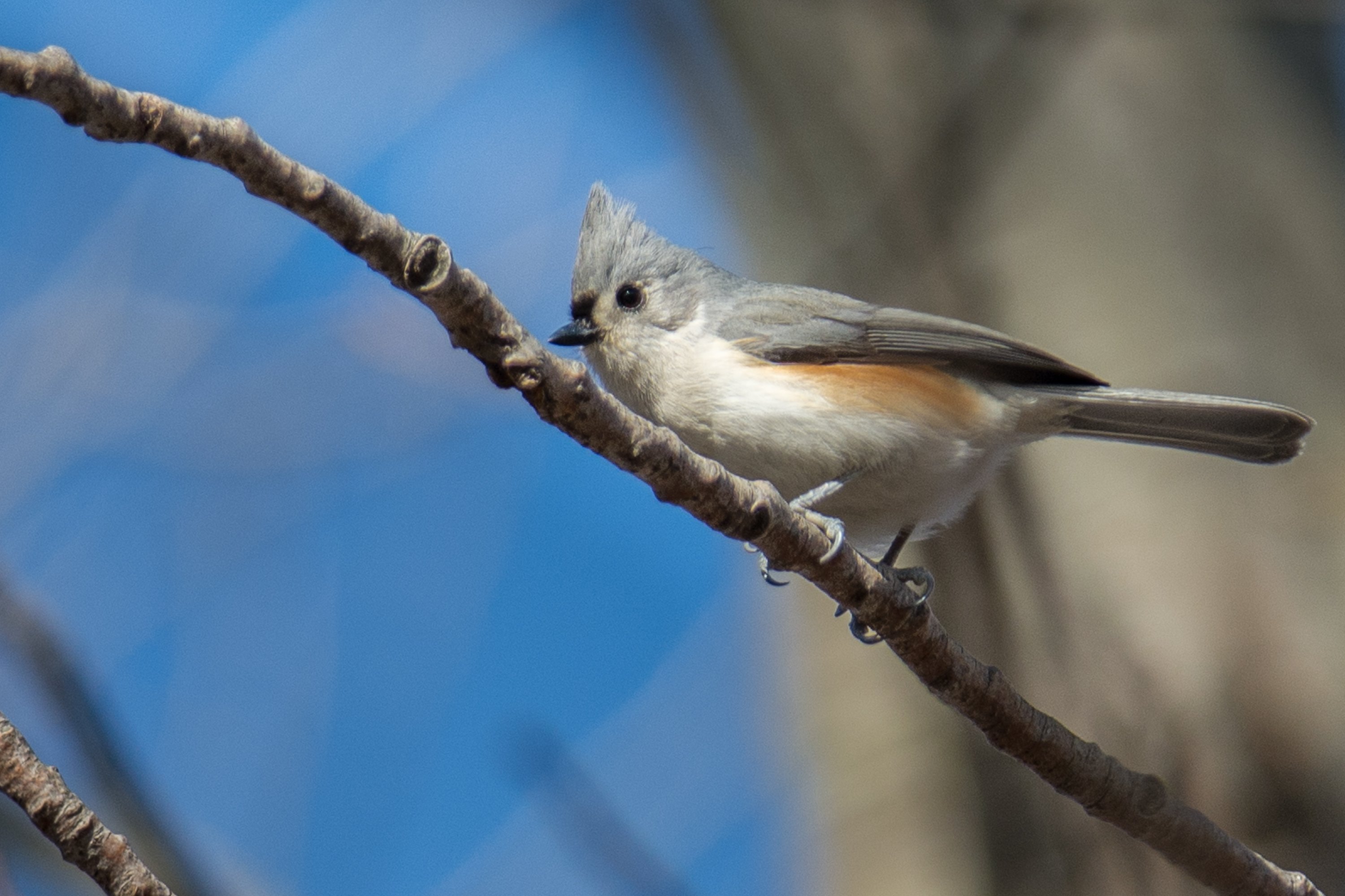 シカゴでバードウォッチング！】 Tufted Titmouse エボシガラ｜ローリー