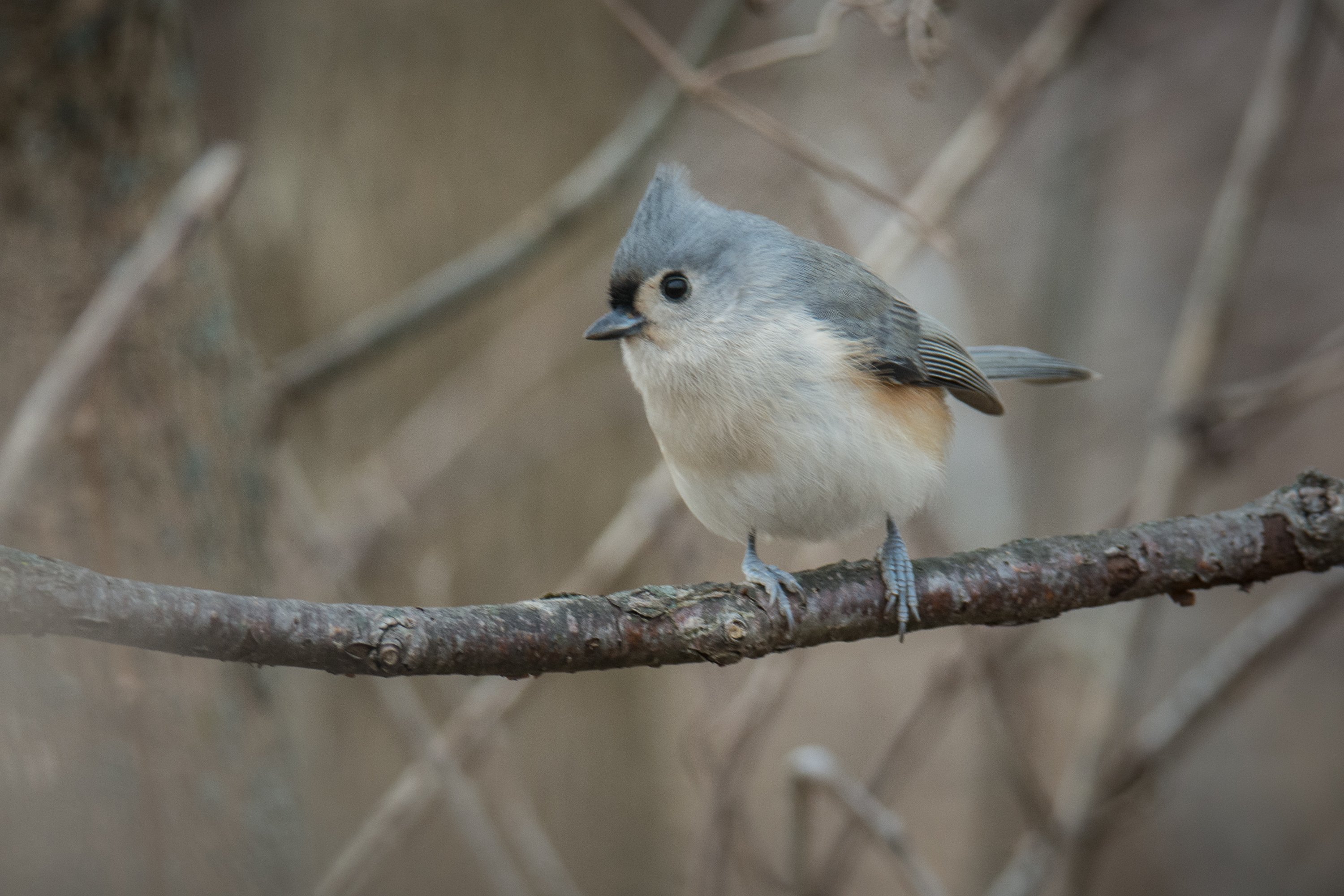 シカゴでバードウォッチング！】 Tufted Titmouse エボシガラ｜ローリー