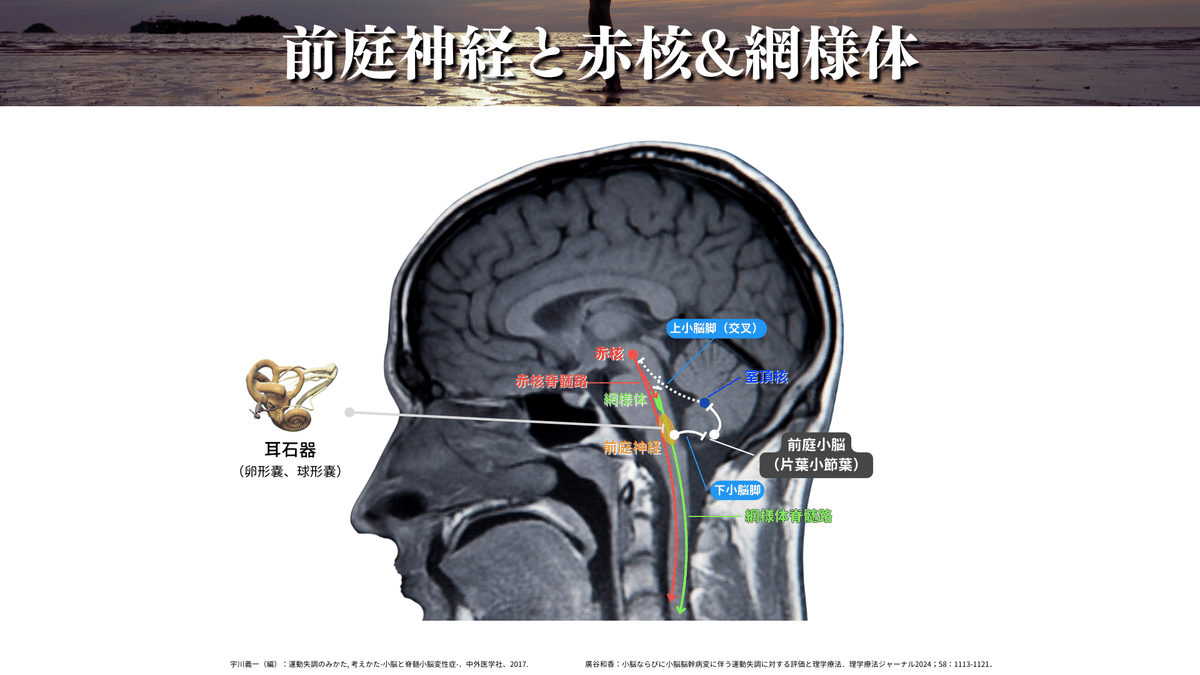 希少 洋書 生殖の神経制御 生理と行動 希少 洋書 生殖の神経制御 生理と行動 精神科Resident 2025年