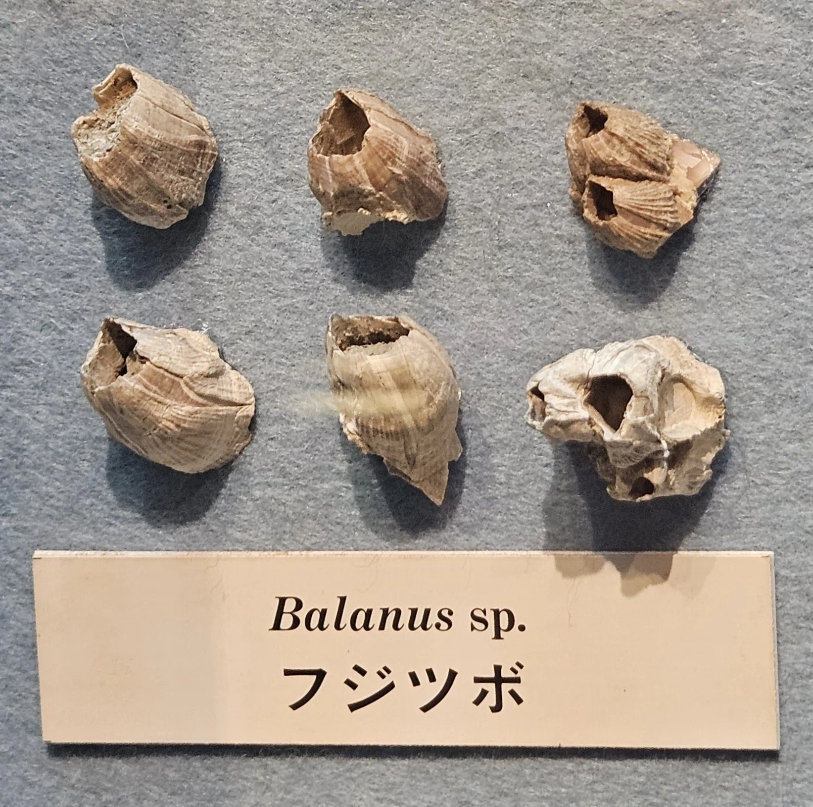 全国自然博物館の旅【49】瑞浪市化石博物館｜美原さつき