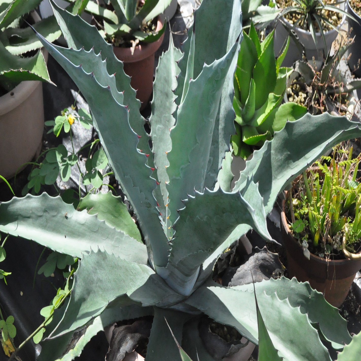 秋の成長期を堪能する？｜KKGREEN