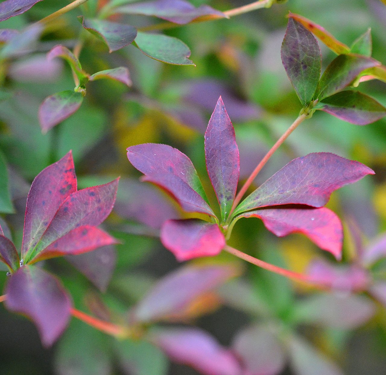 庭の紅葉（黄葉）が始まる & 創作の秋｜サナエvinsanchi