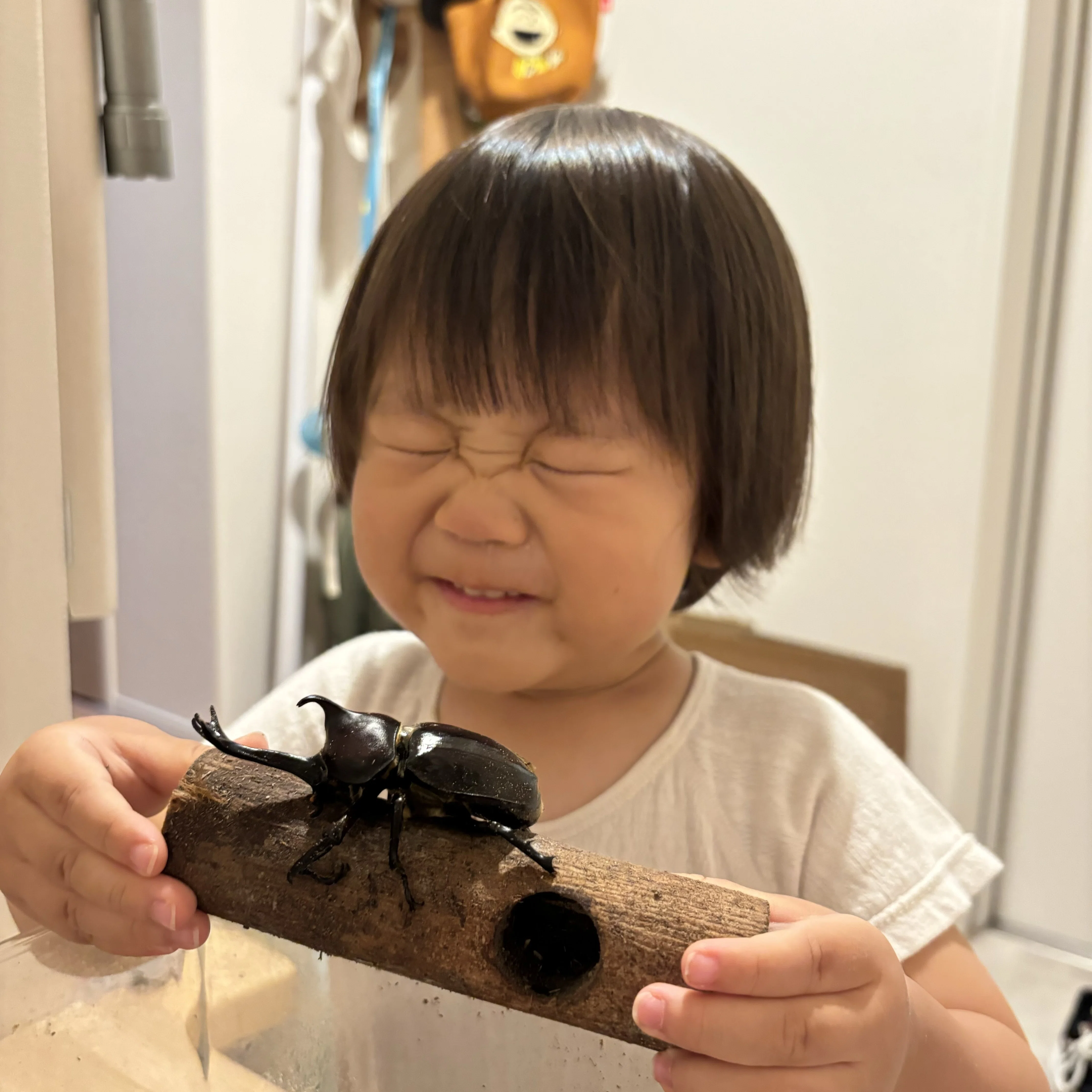 愛子 かぶとむし SSP-1003 Yahoo!オークション - SALE 激レア 非売品 愛子 アイコ aiko / かぶと