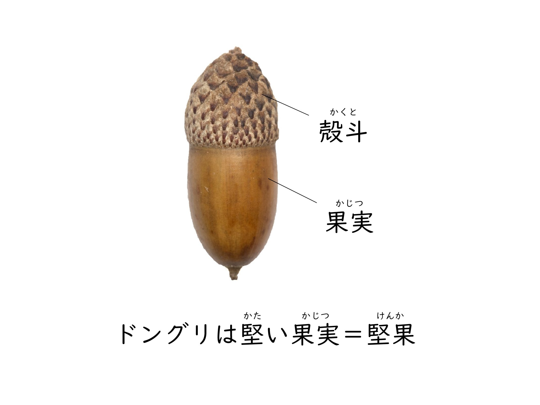 ドングリを見つけて調べて食べてみた｜竜洋昆虫自然観察公園