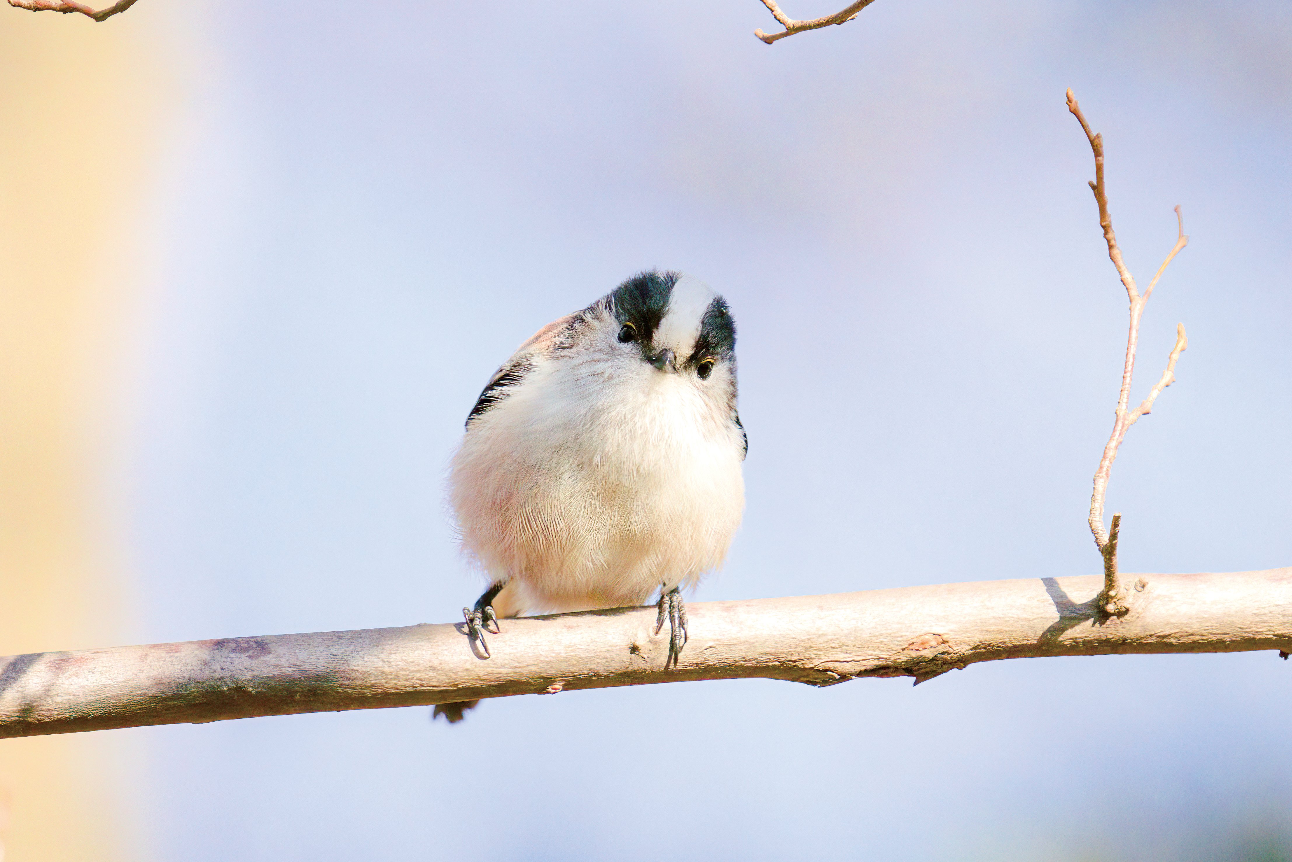 エナガがいつも仲間とくらすのには、理由がある｜ブンイチ（文一総合出版）
