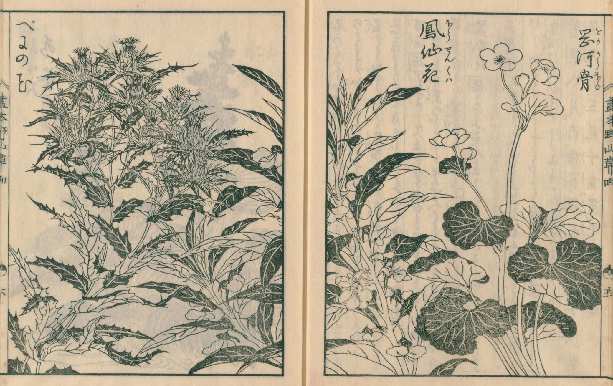 【真作】掛軸　螺鈿の静けさ　花と蝸牛図　淡彩草花に蝸牛図　X167 絵本野山草】(22) 岡河骨／鳳仙花／紅花／水葵・水柳／鷺草｜mominaina