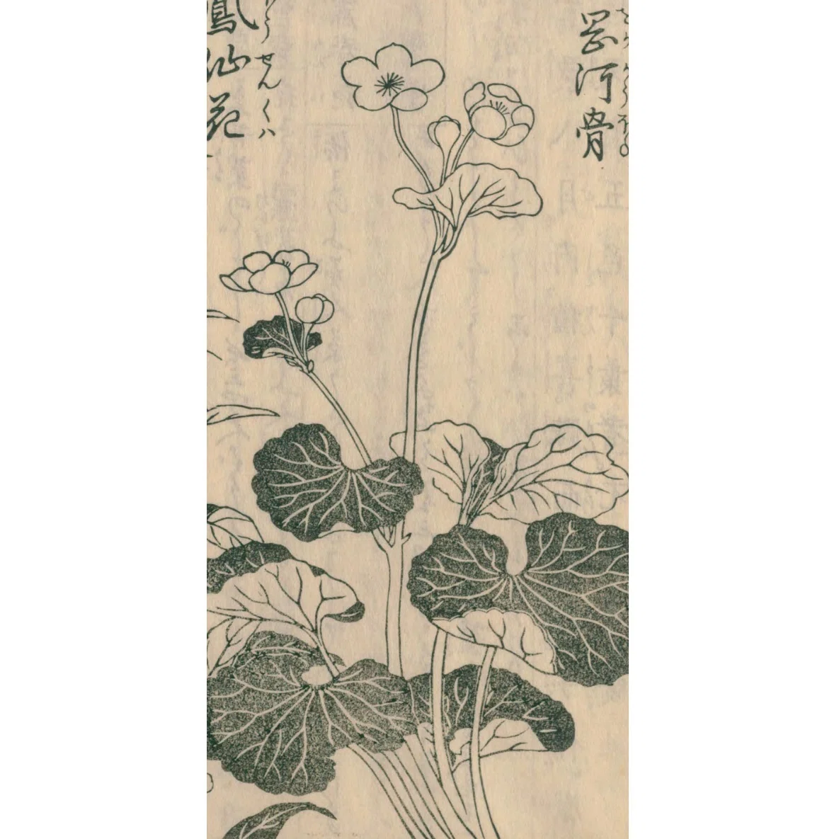 絵本野山草】(22) 岡河骨／鳳仙花／紅花／水葵・水柳／鷺草｜mominaina