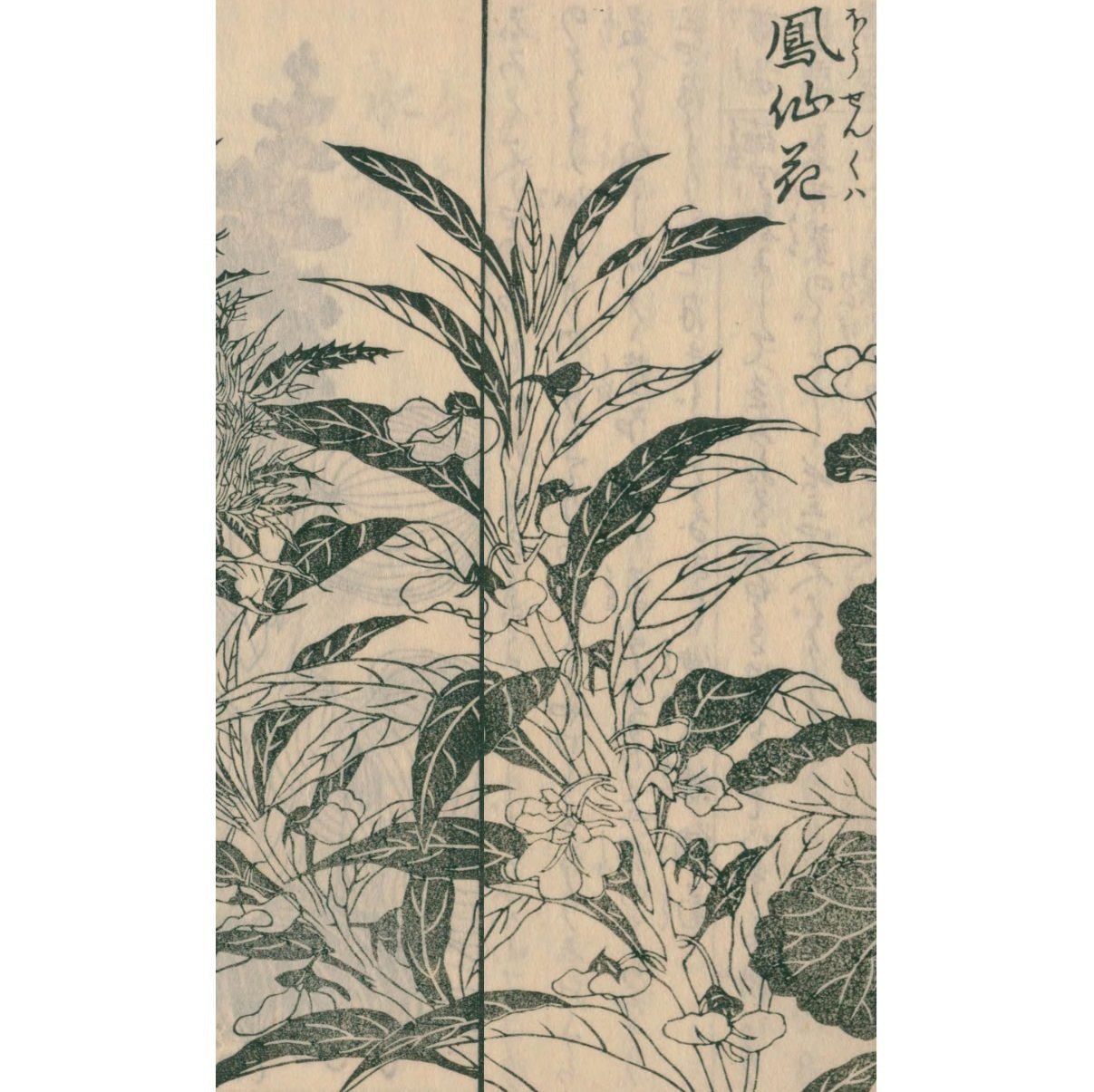 絵本野山草】(22) 岡河骨／鳳仙花／紅花／水葵・水柳／鷺草｜mominaina