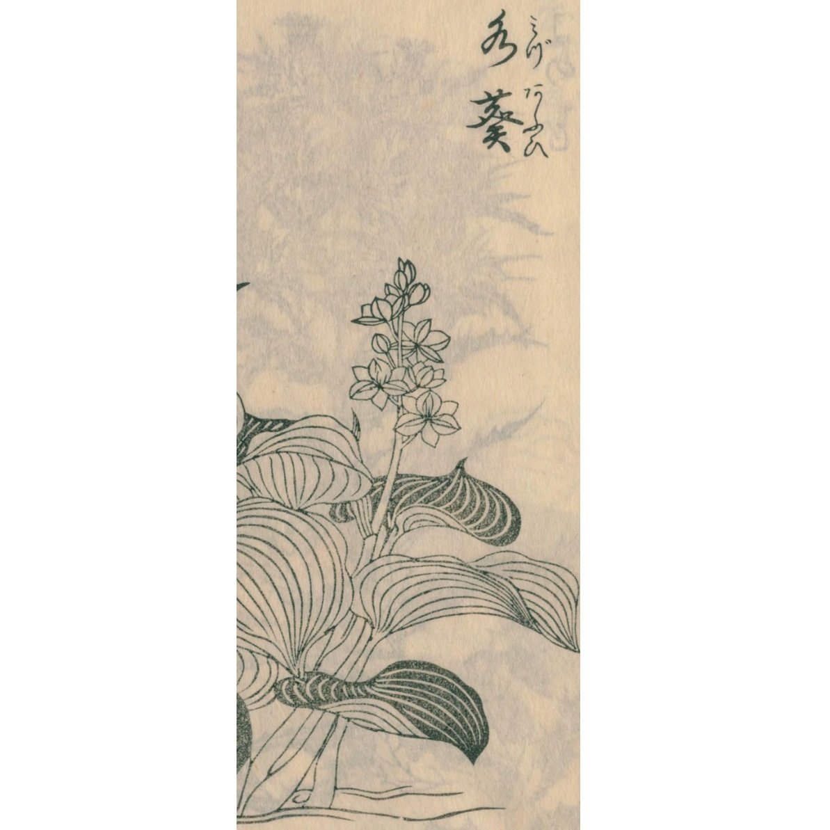 絵本野山草】(22) 岡河骨/鳳仙花/紅花/水葵・水柳/鷺草 絵本野山草】(22) 岡河骨/鳳仙花/紅花/水葵・水柳/鷺草