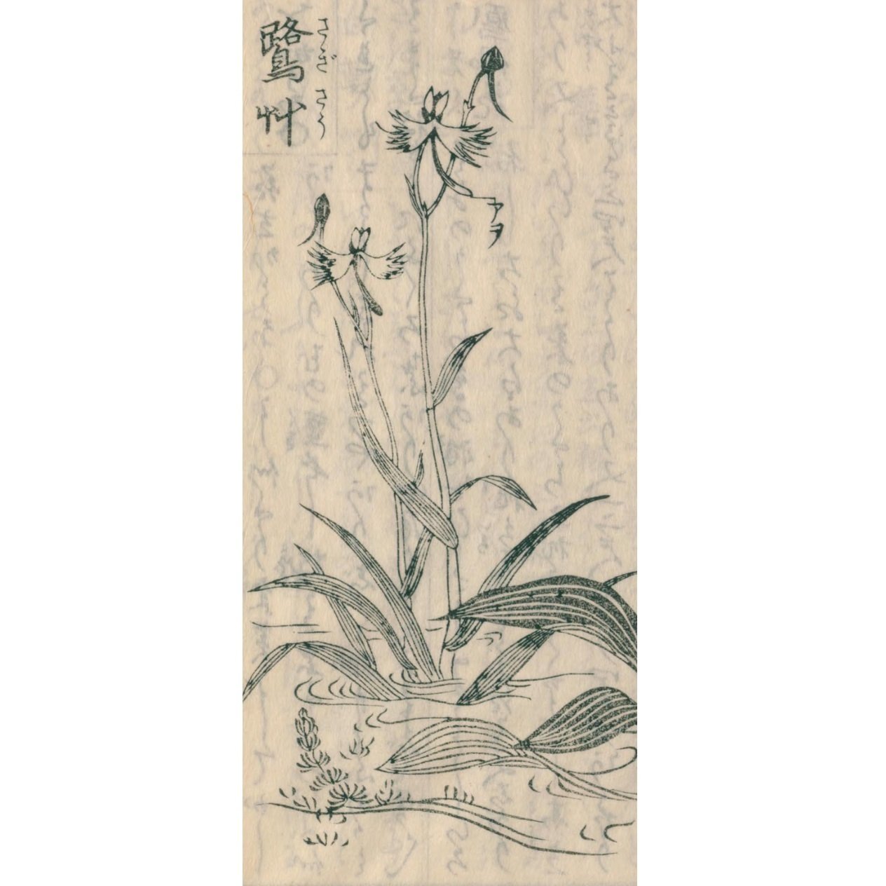 絵本野山草】(22) 岡河骨/鳳仙花/紅花/水葵・水柳/鷺草 絵本野山草】(22) 岡河骨/鳳仙花/紅花/水葵・水柳/鷺草