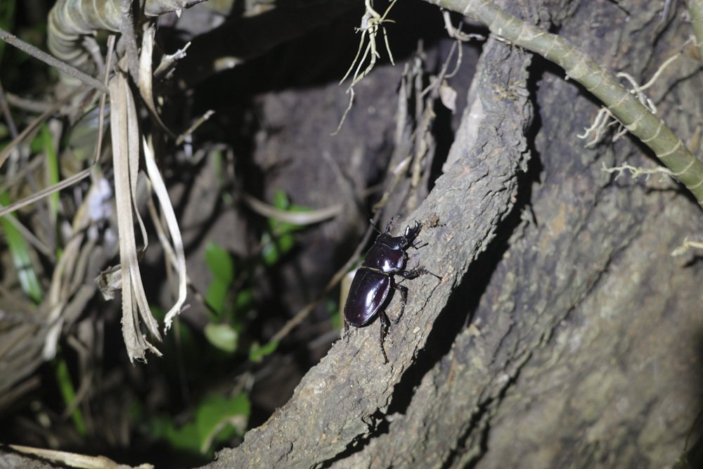秋の西表島2024 マルバネや色々まったり｜S K