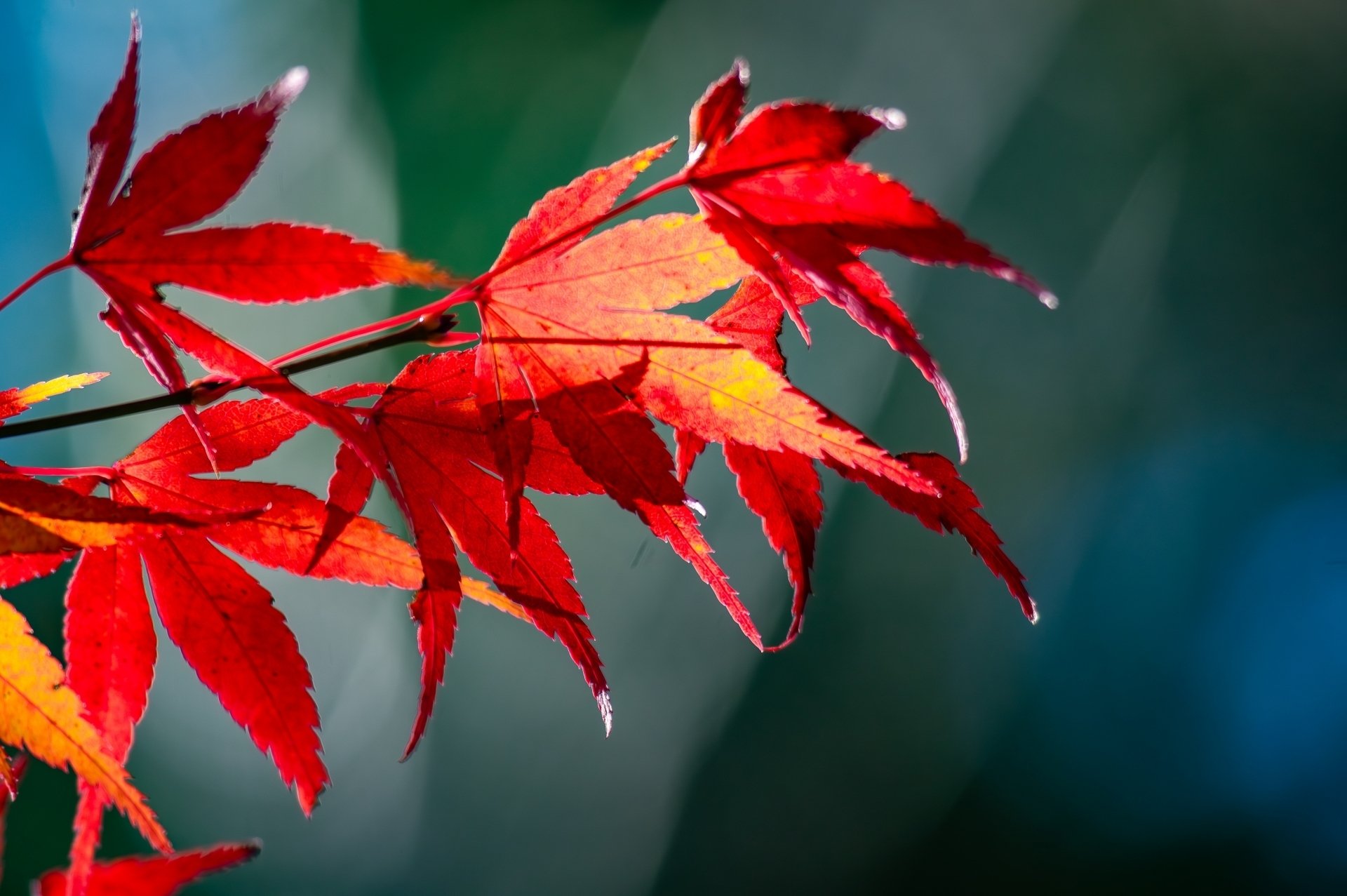 カエデ（楓）とモミジ（紅葉）｜鈴木咲子/ Sakiko Suzuki