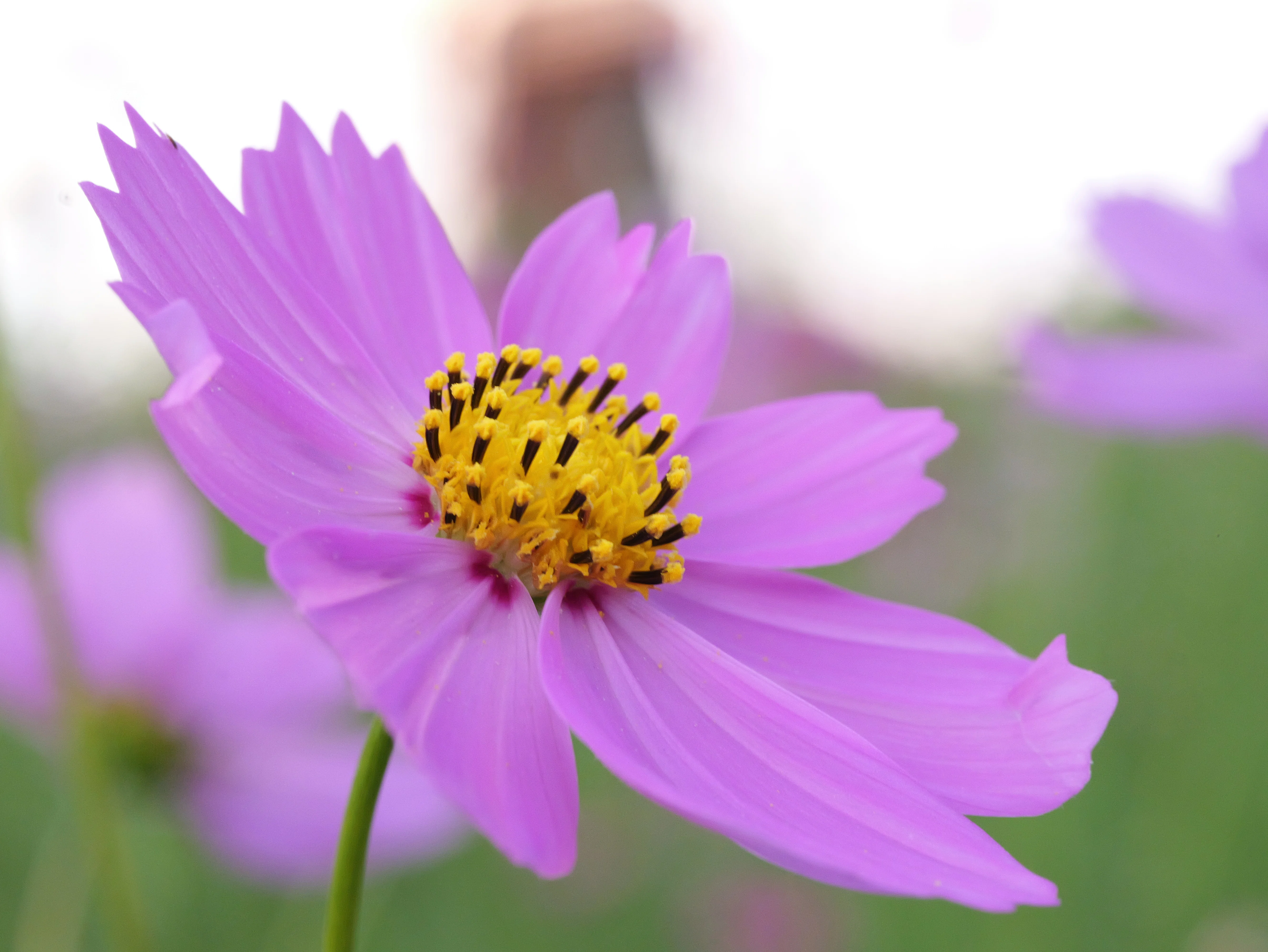 LUMIX S 100mm F2.8 MACRO 【Library】｜LUMIX Lens Letters