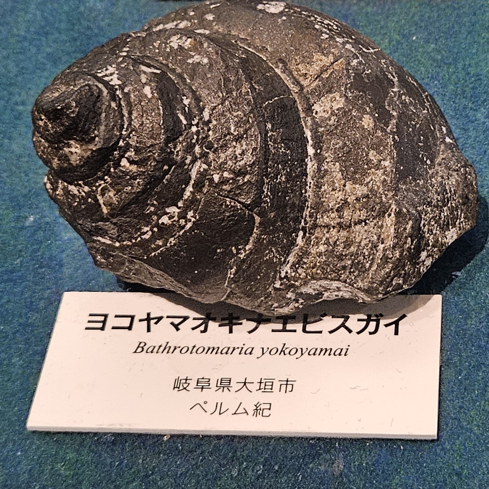 新生代哺乳類歯化石モロッコ極美麗