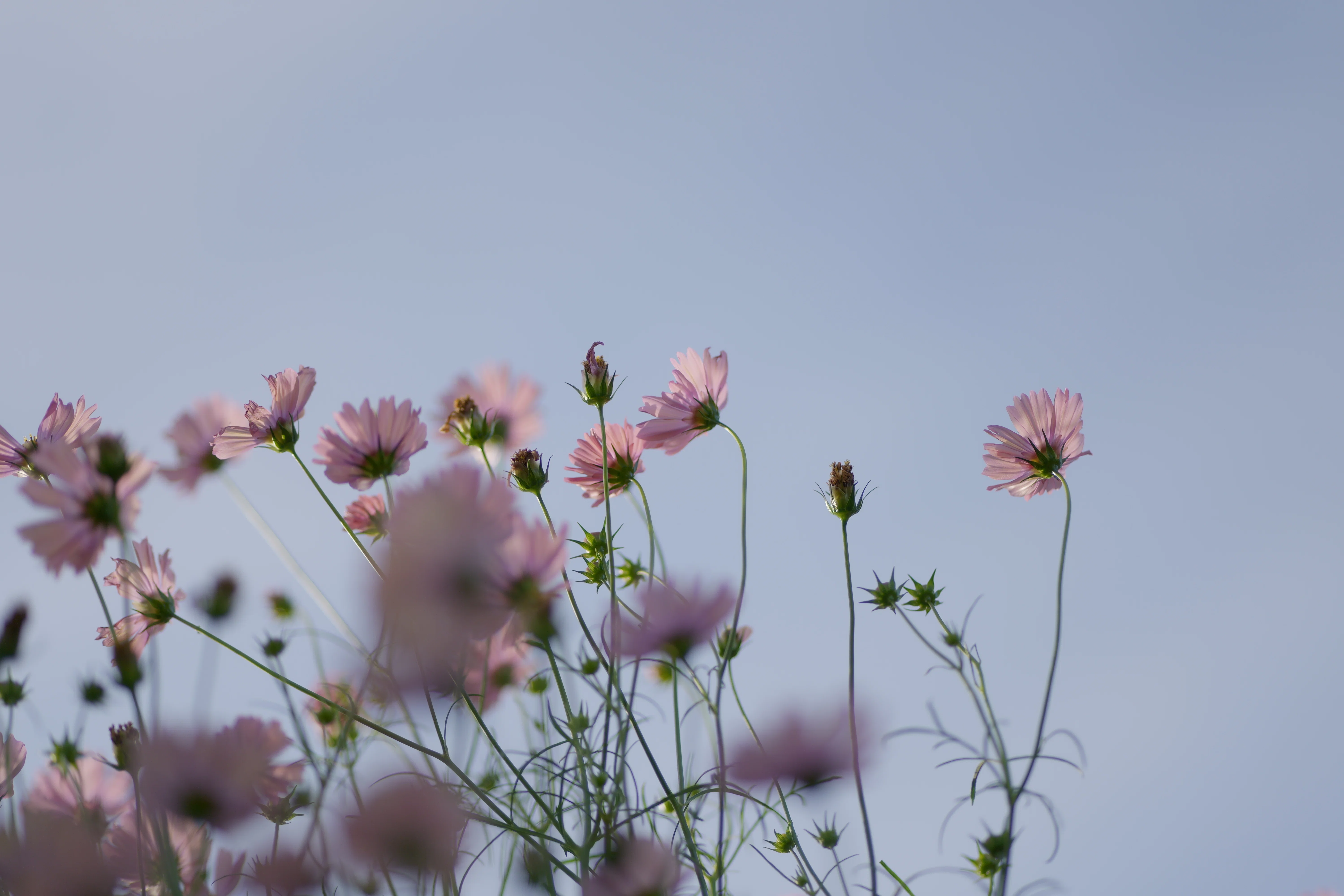 LUMIX Life Frames 「道端に咲く花」編｜LUMIX Magazine