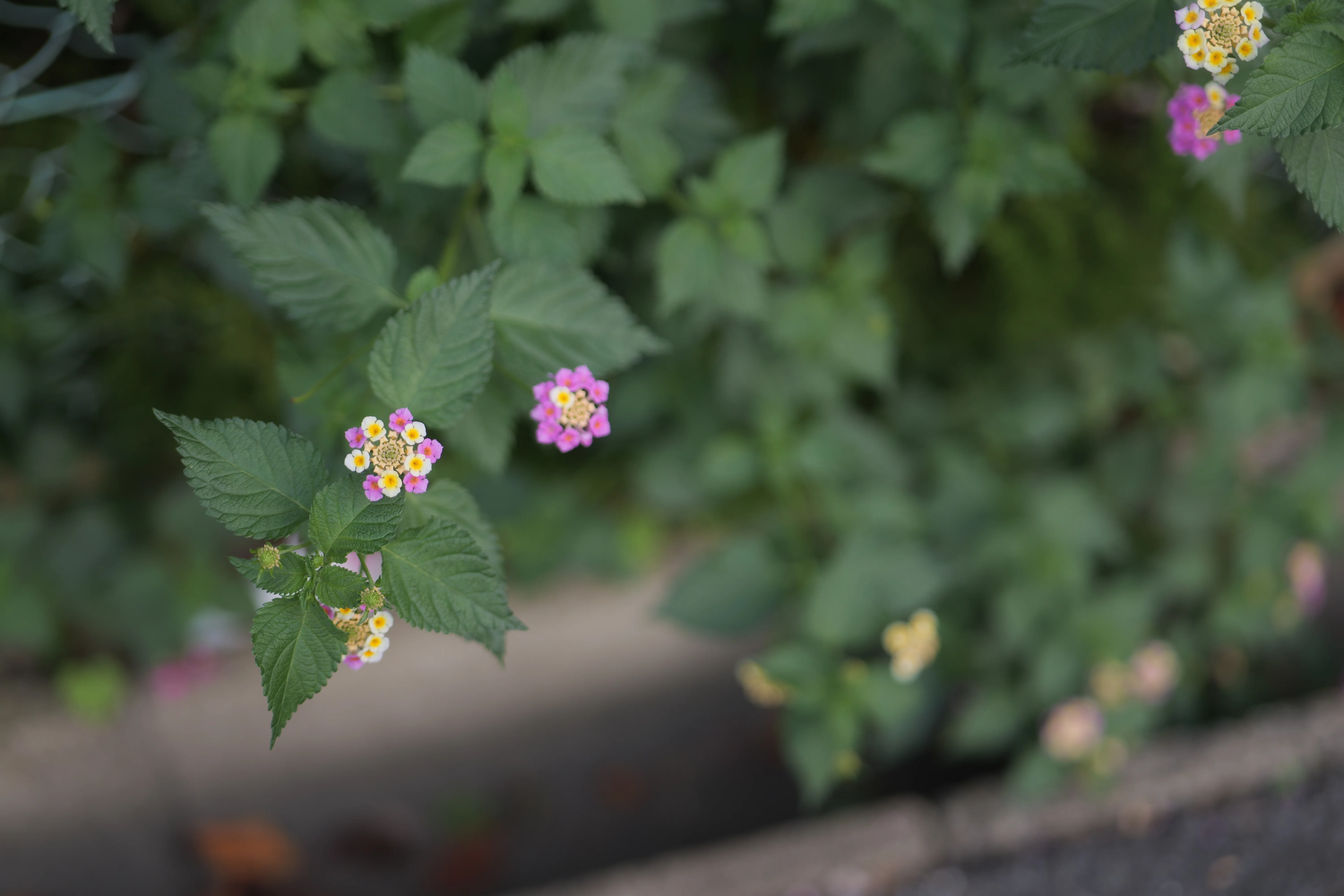 LUMIX Life Frames 「道端に咲く花」編｜LUMIX Magazine